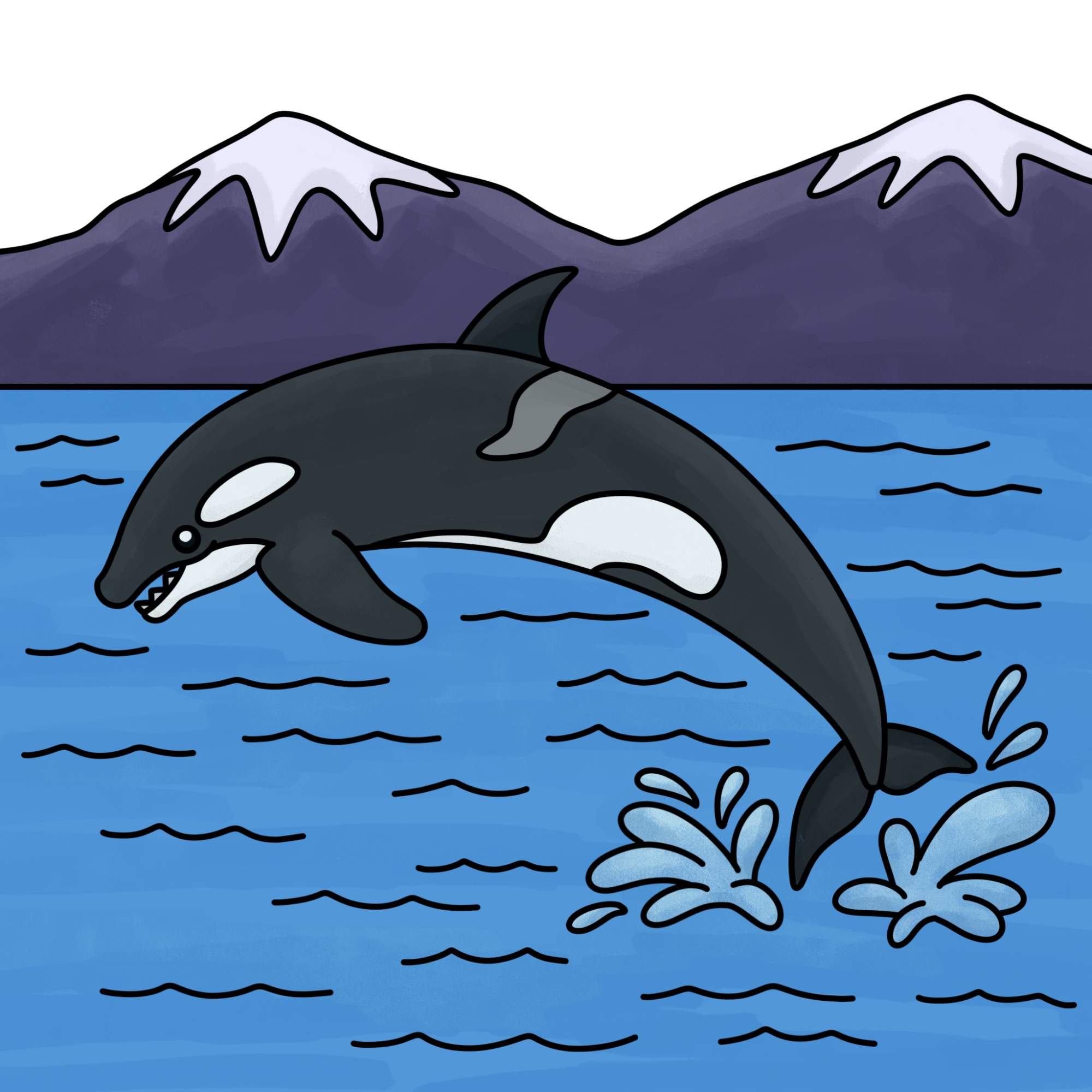 How to Draw a Killer Whale - Step-14