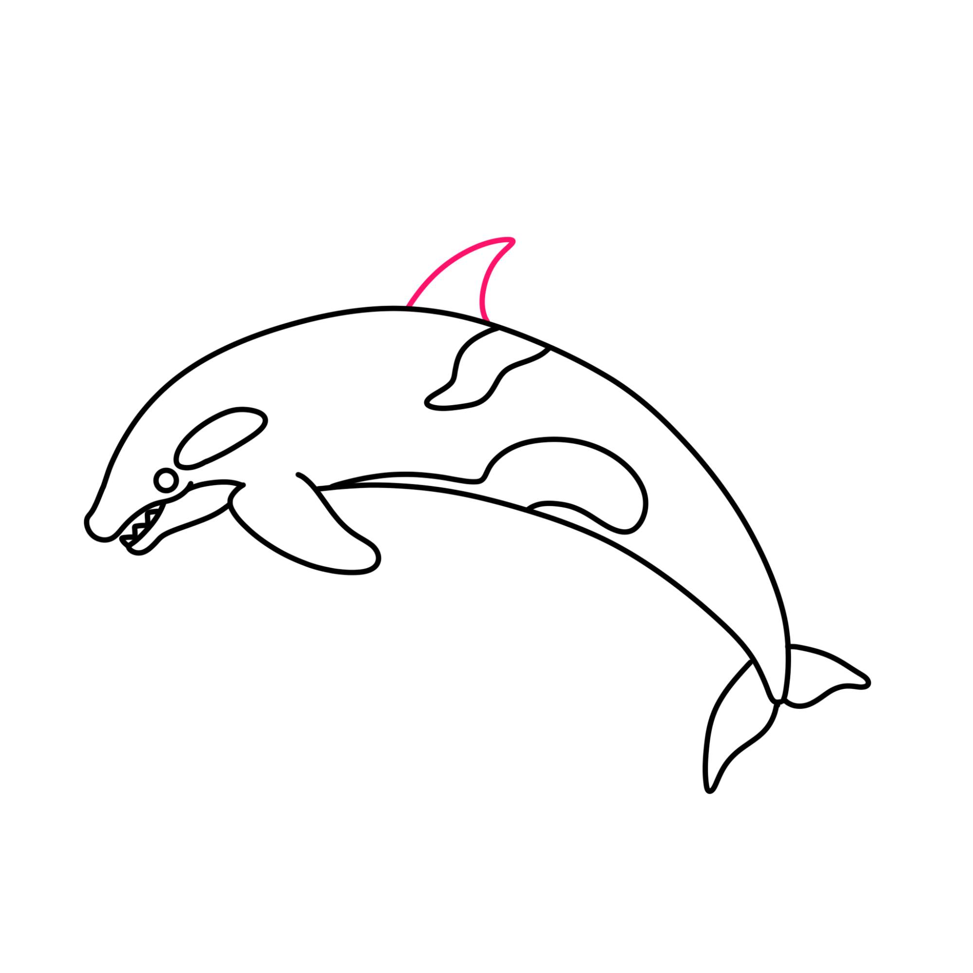 How to Draw a Killer Whale - Step-8