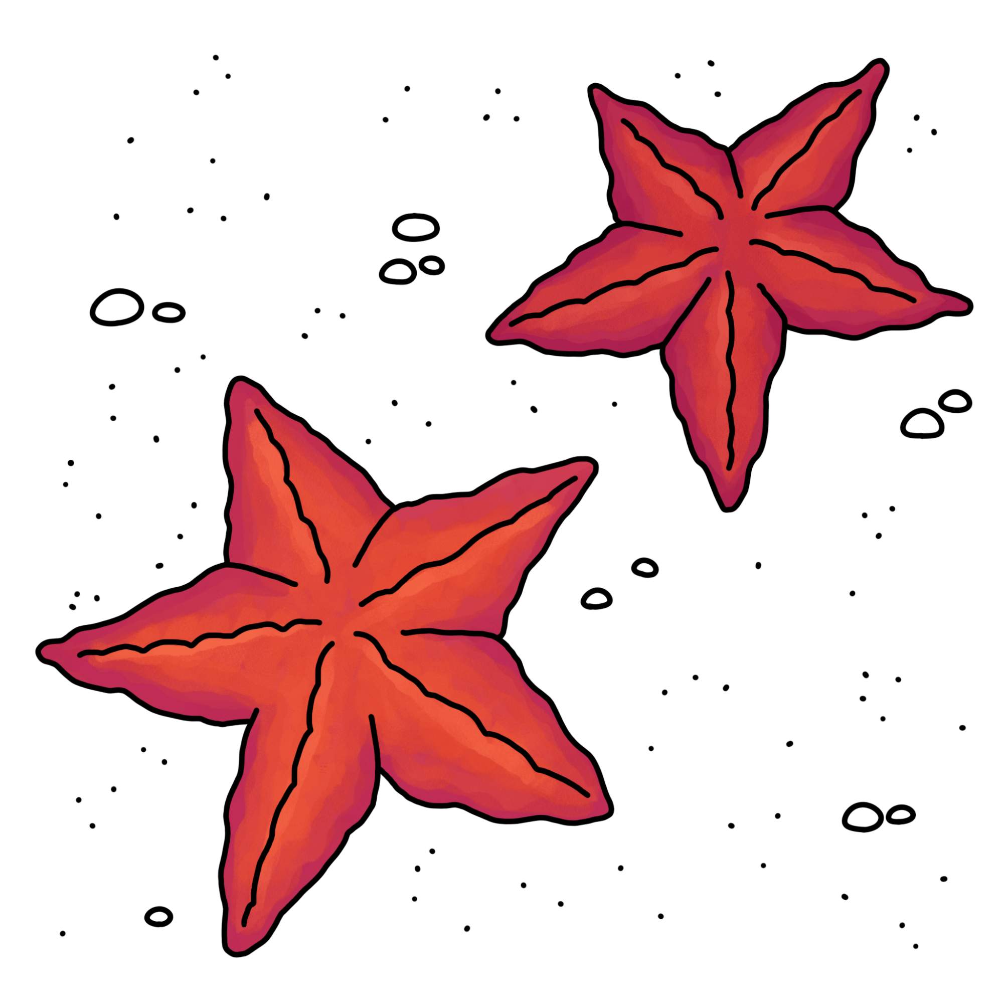 How to Draw a Starfish - Step-10