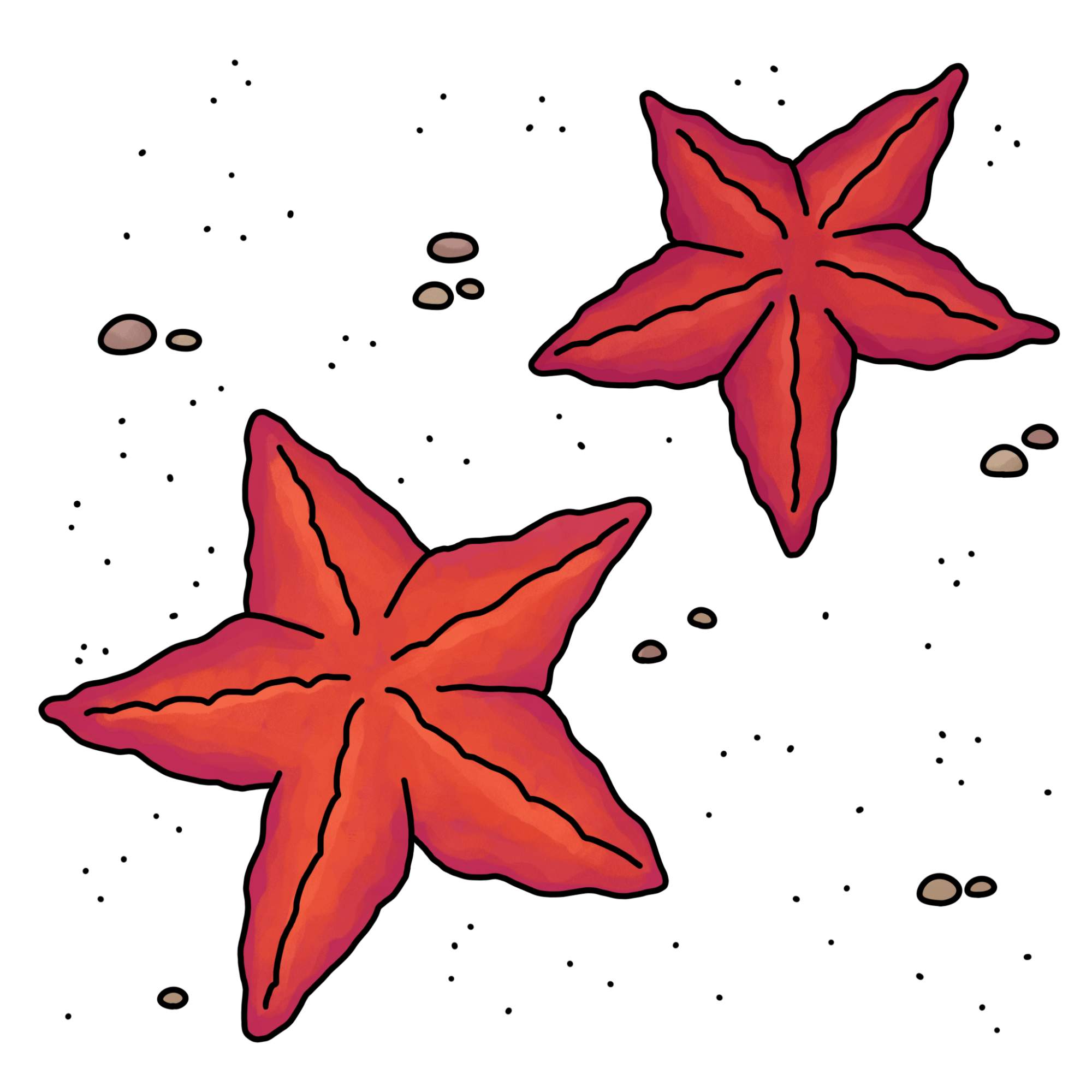 How to Draw a Starfish - Step-11