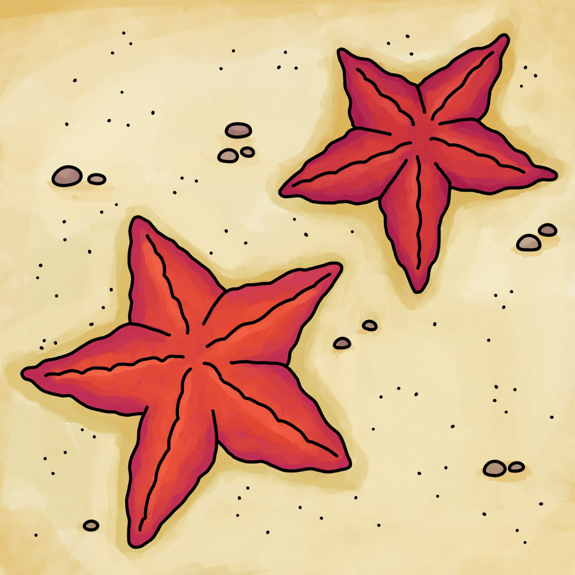 How to Draw a Starfish - Step-12