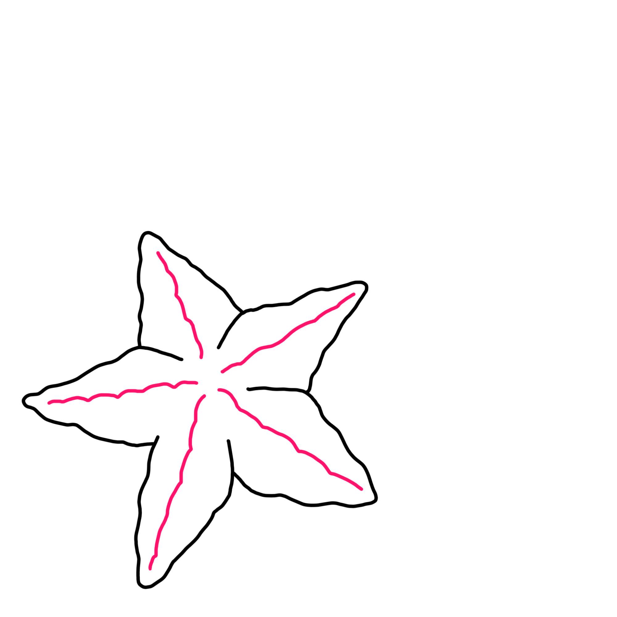 How to Draw a Starfish - Step-6