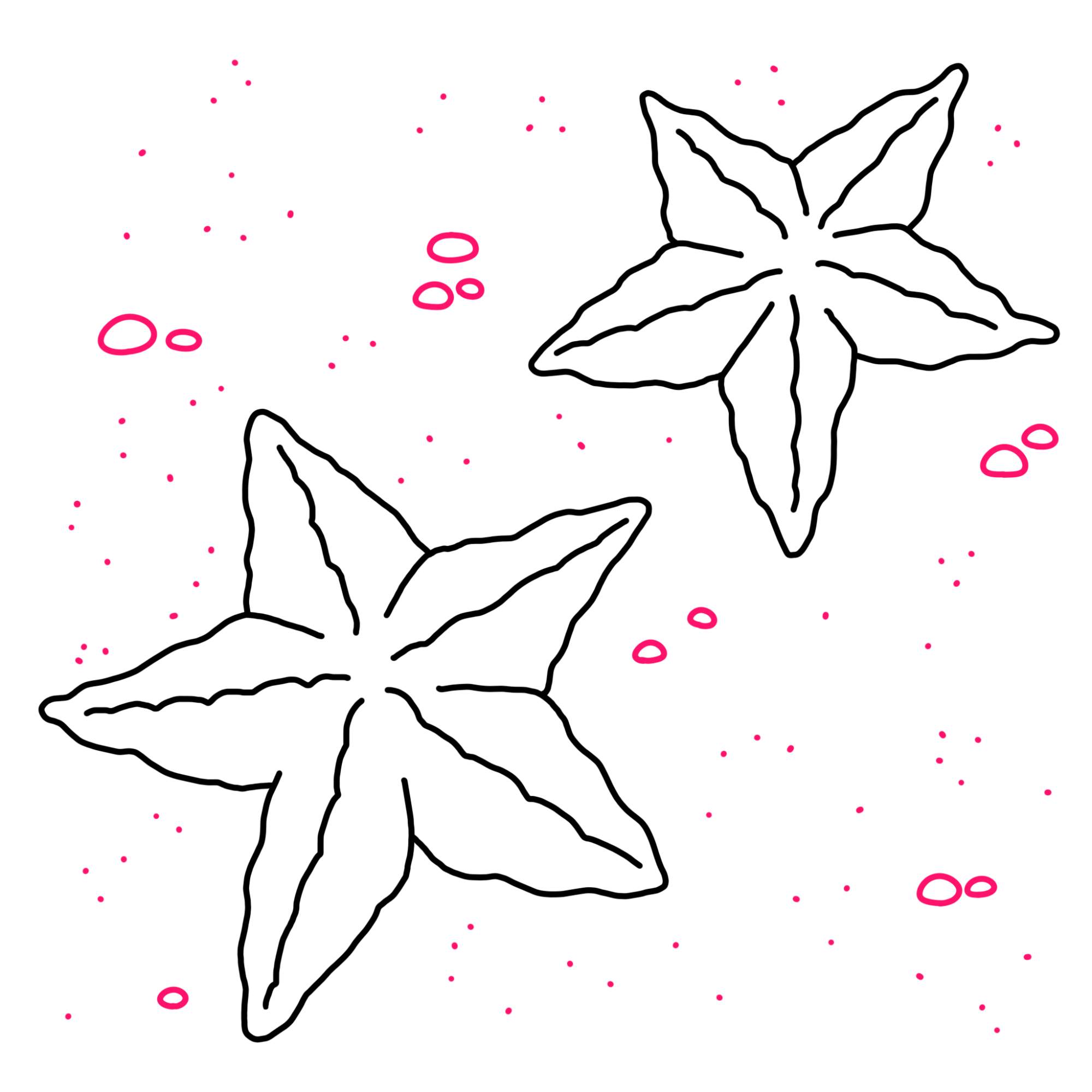 How to Draw a Starfish - Step-8