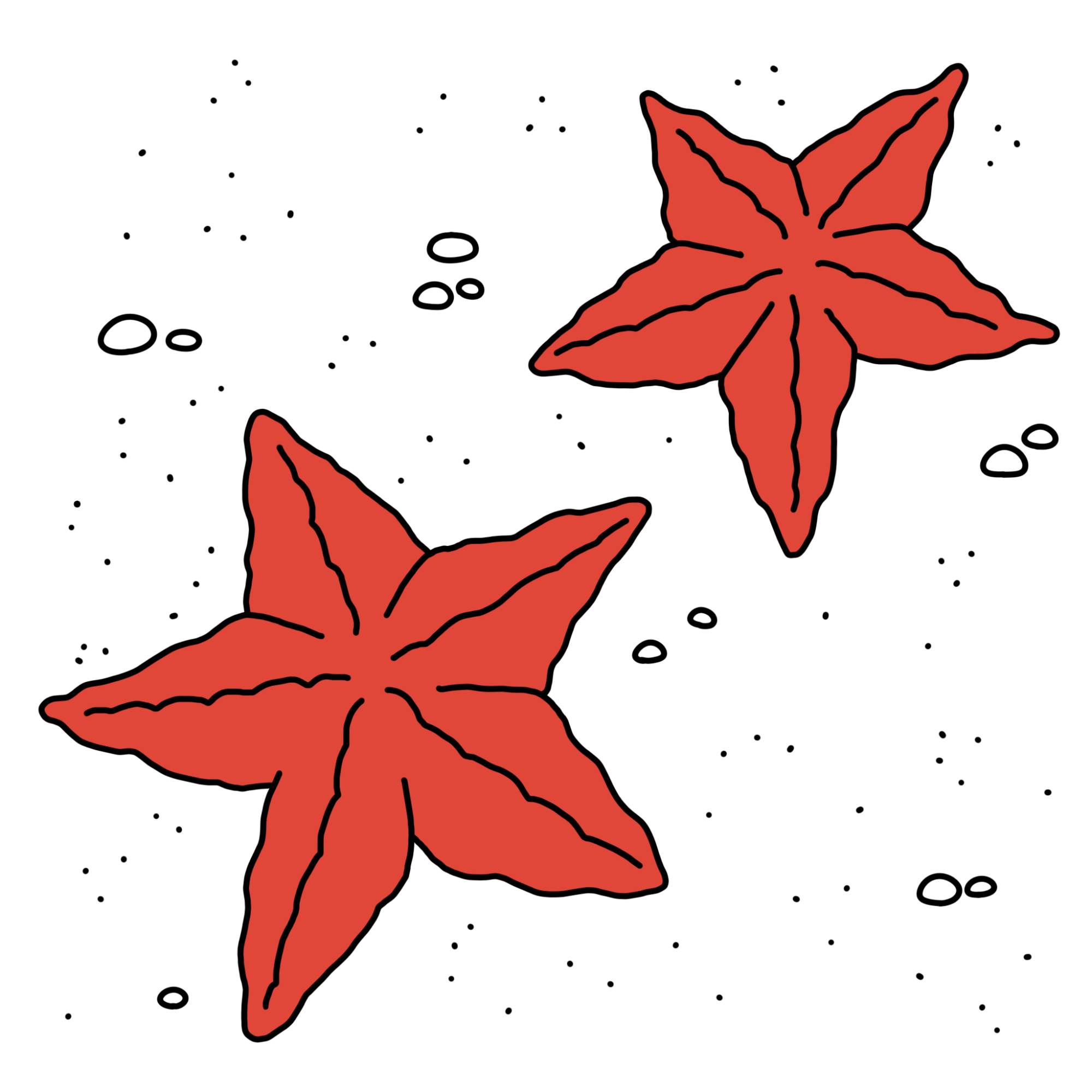 How to Draw a Starfish - Step-9