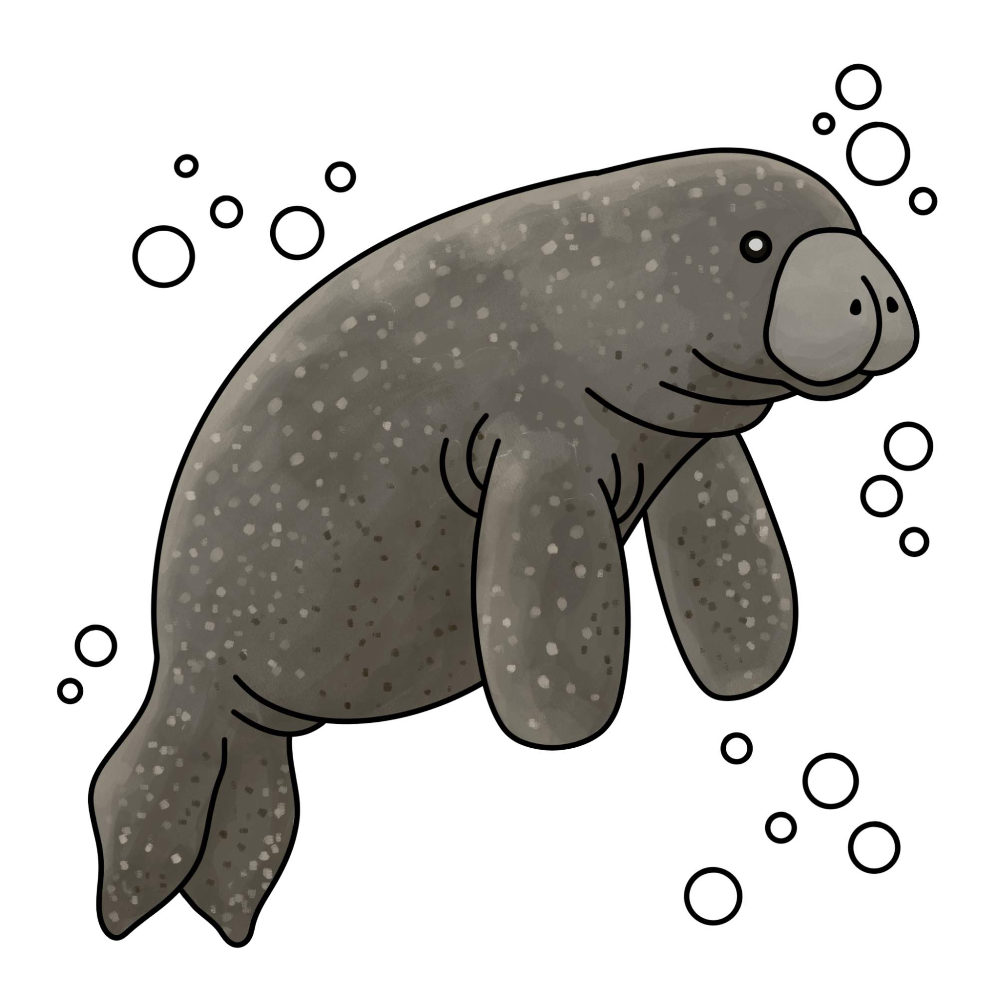 Manatee Drawing - Step-10