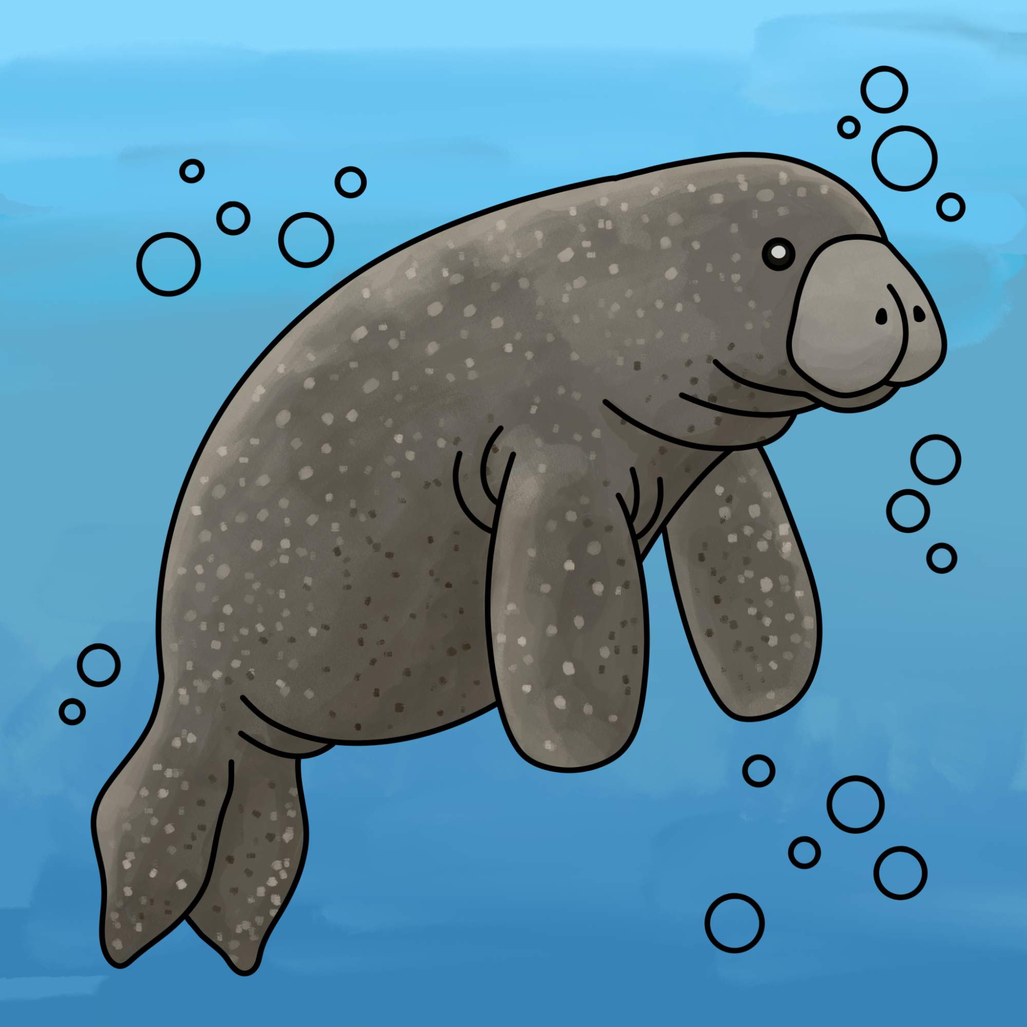 Manatee Drawing - Step-11