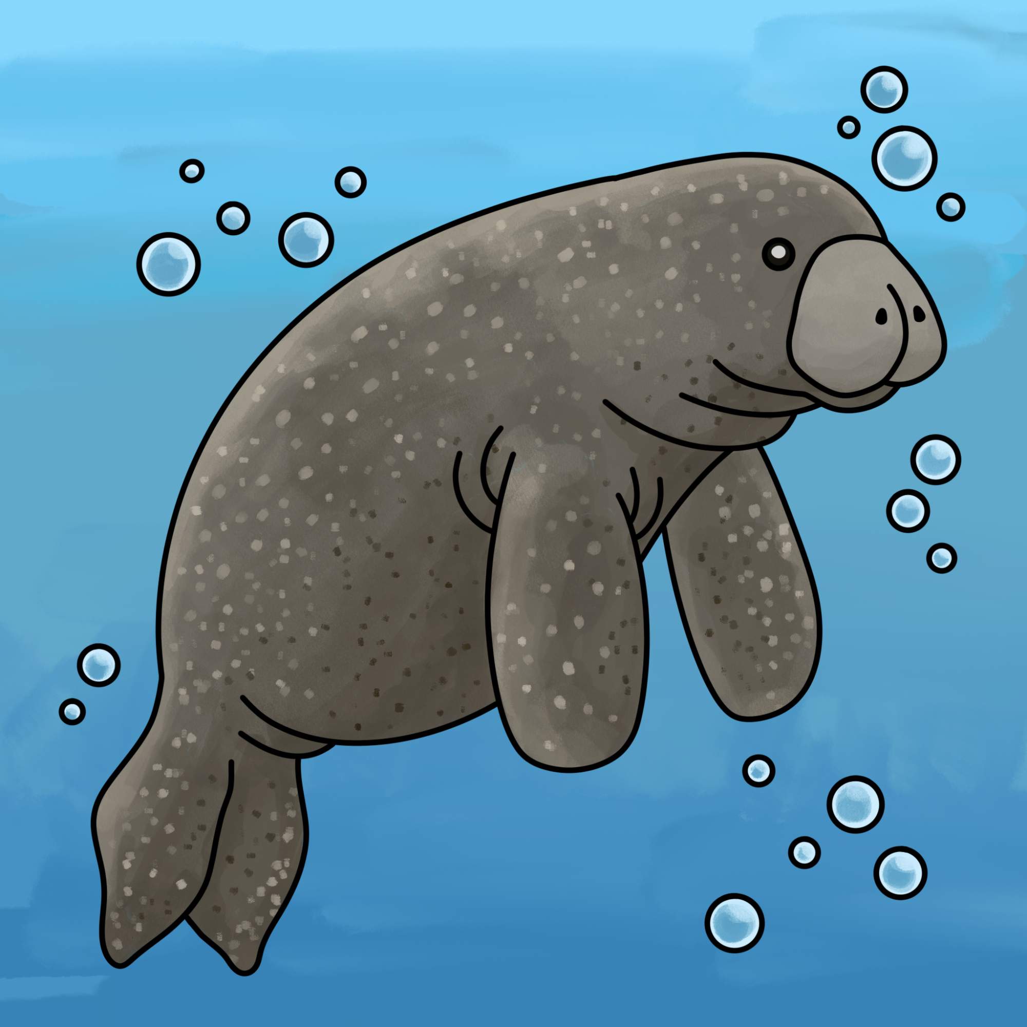 Manatee Drawing - Step-12