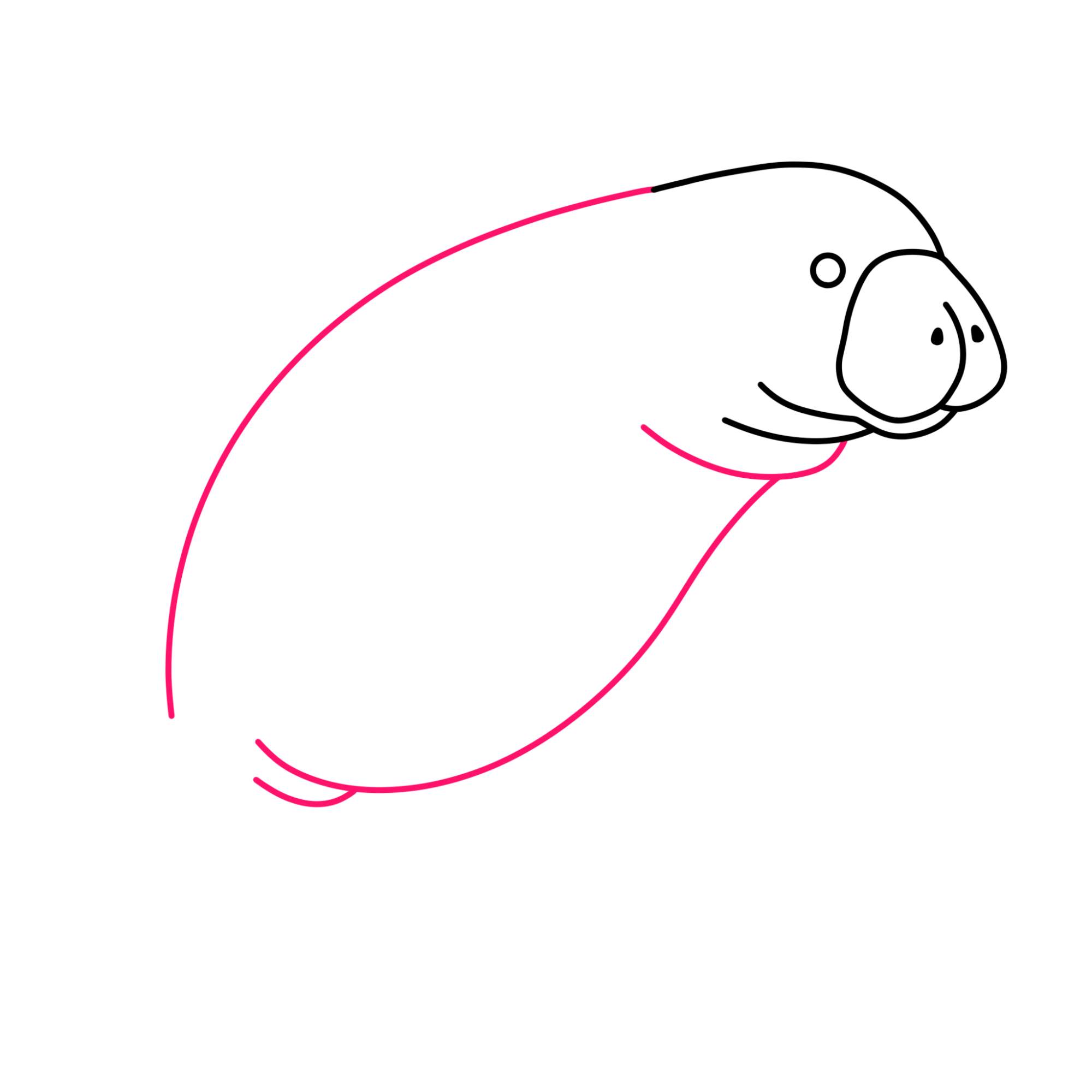 Manatee Drawing - Step-5