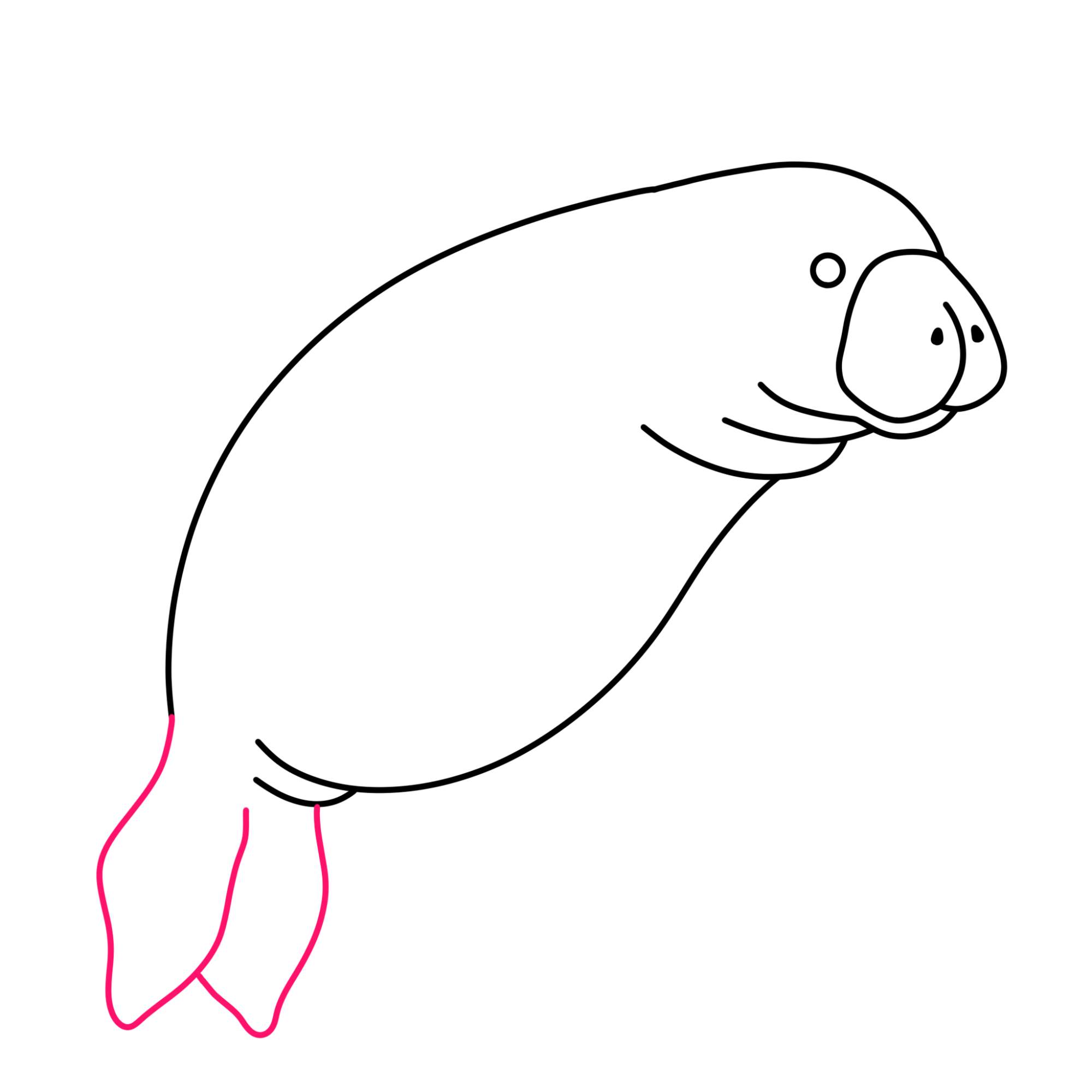 Manatee Drawing - Step-6