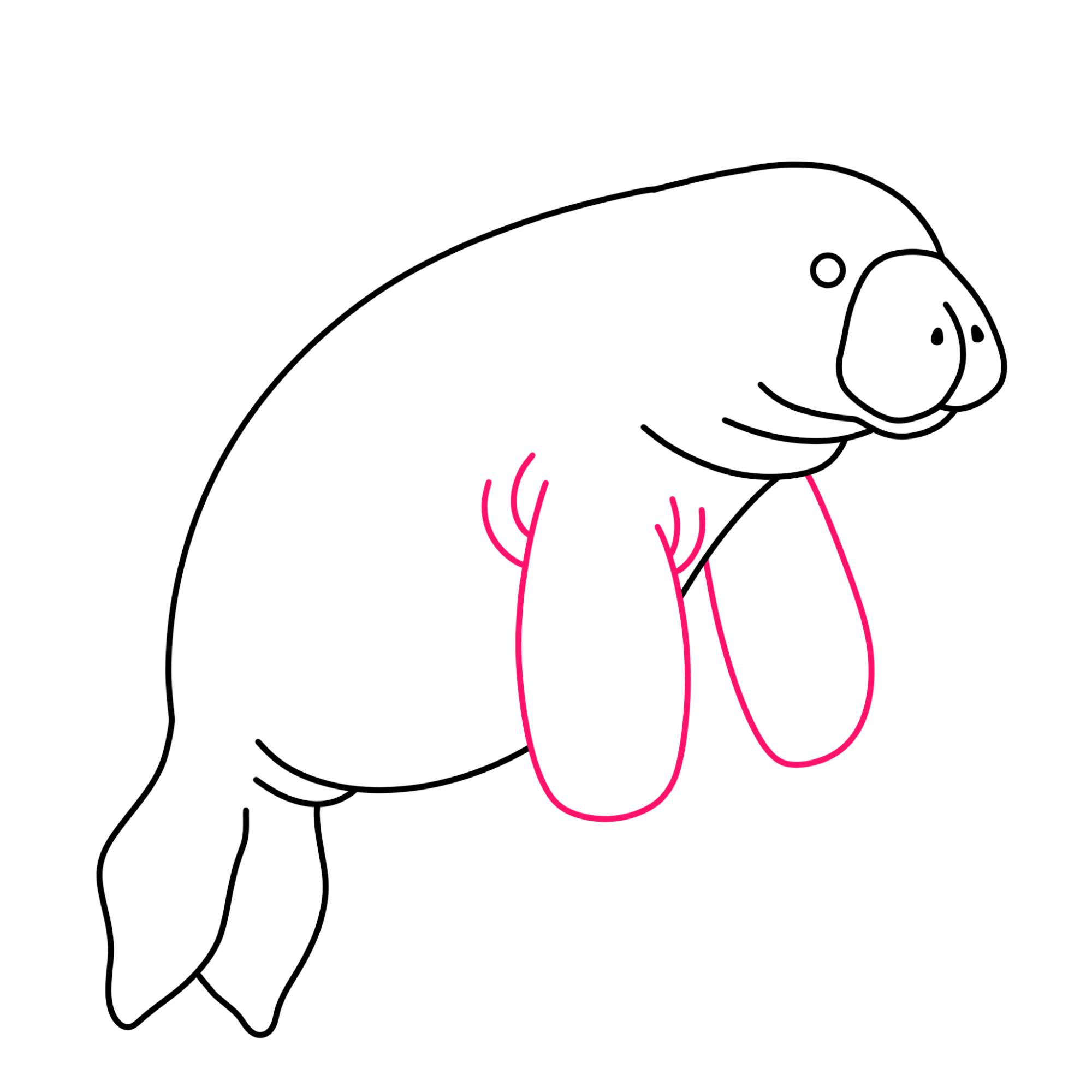 Manatee Drawing - Step-7