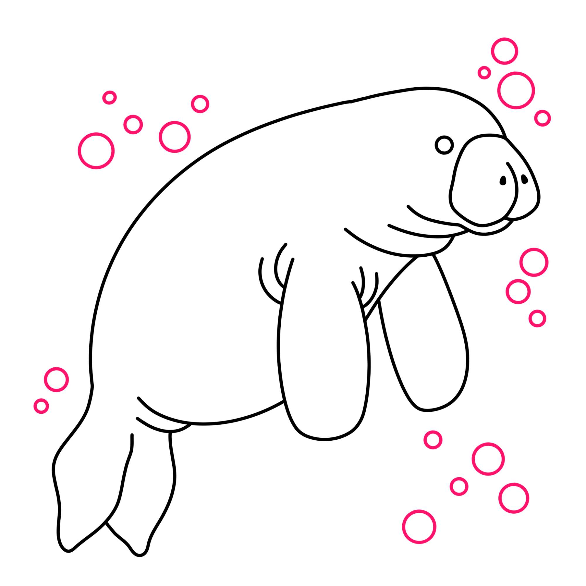 Manatee Drawing - Step-8