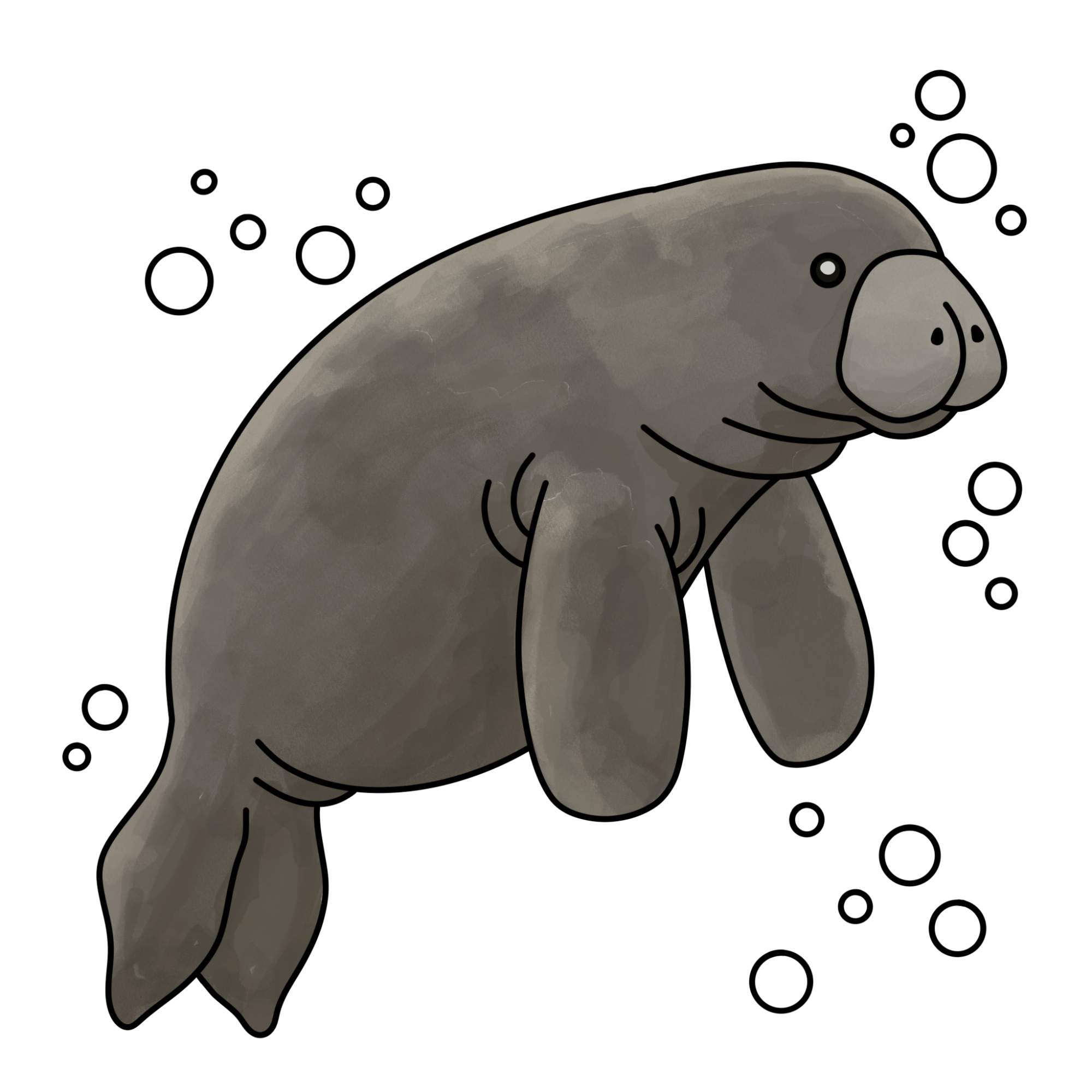 Manatee Drawing - Step-9