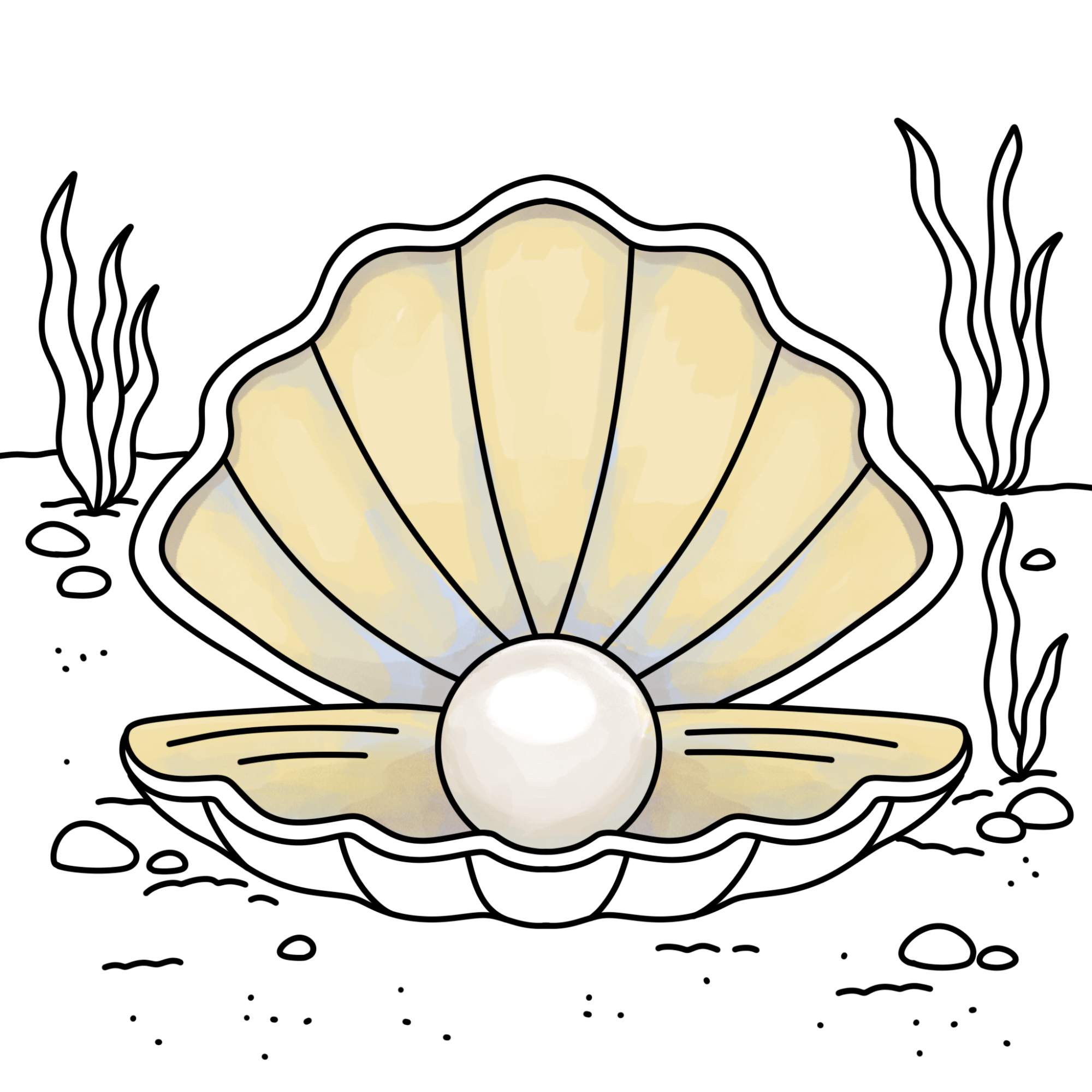 Oyster with Pearl Drawing - Step-13