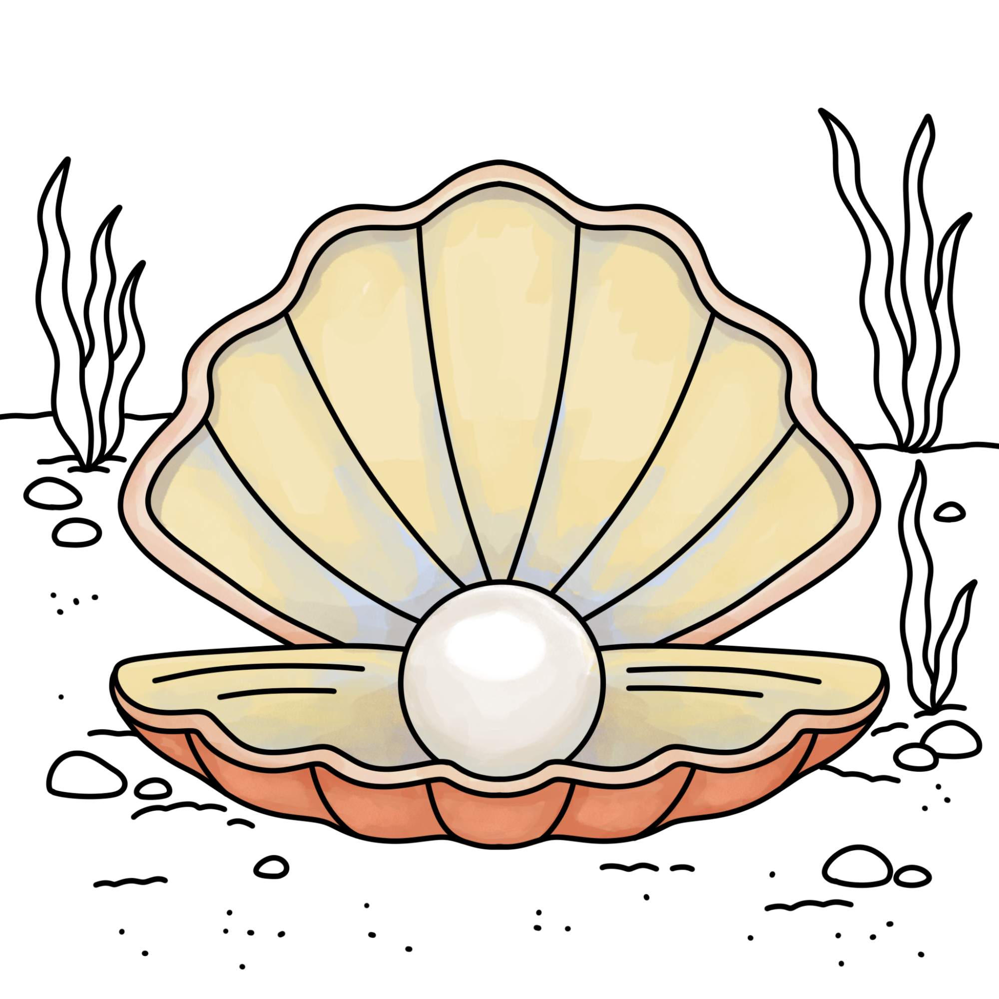 Oyster with Pearl Drawing - Step-14