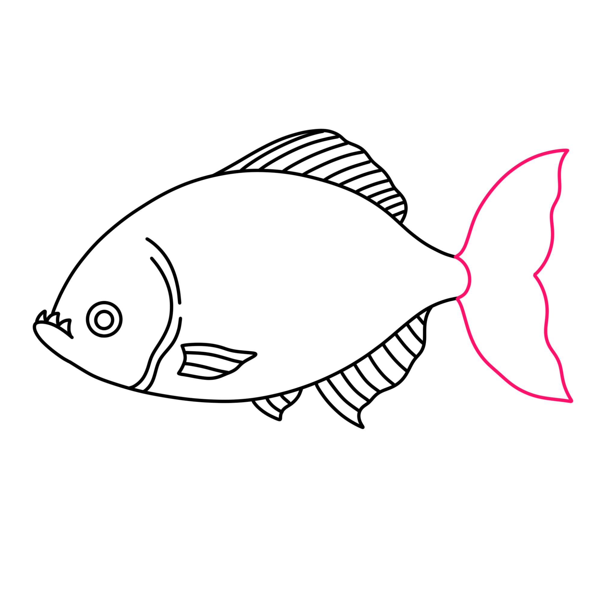 Piranha Drawing - Step-10