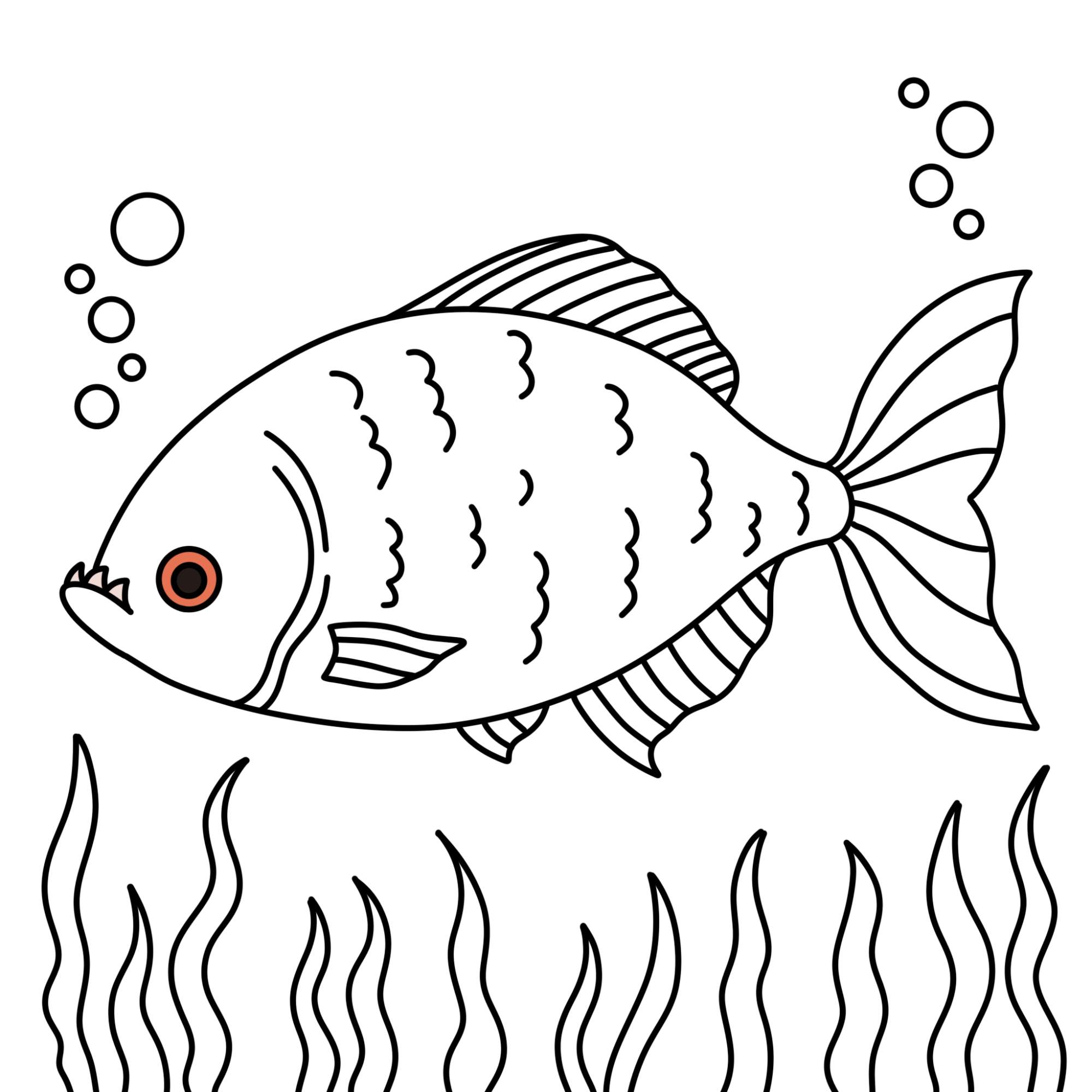 Piranha Drawing - Step-15