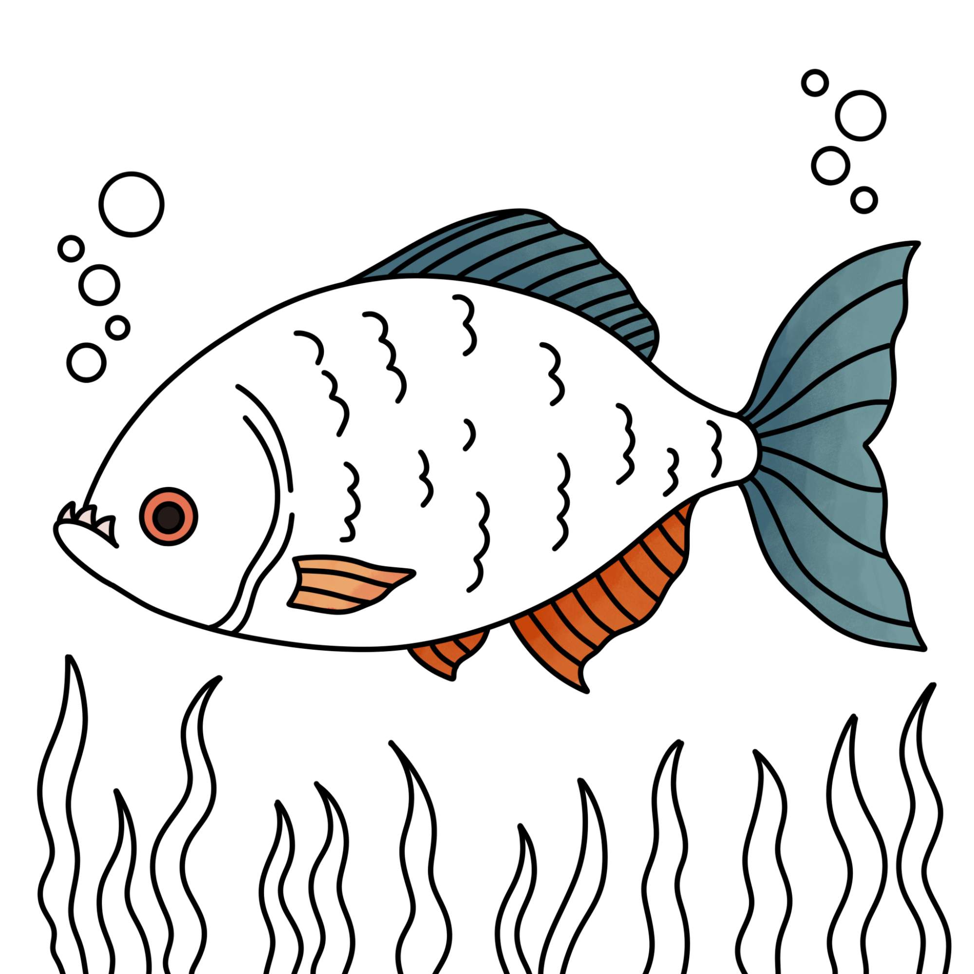 Piranha Drawing - Step-16