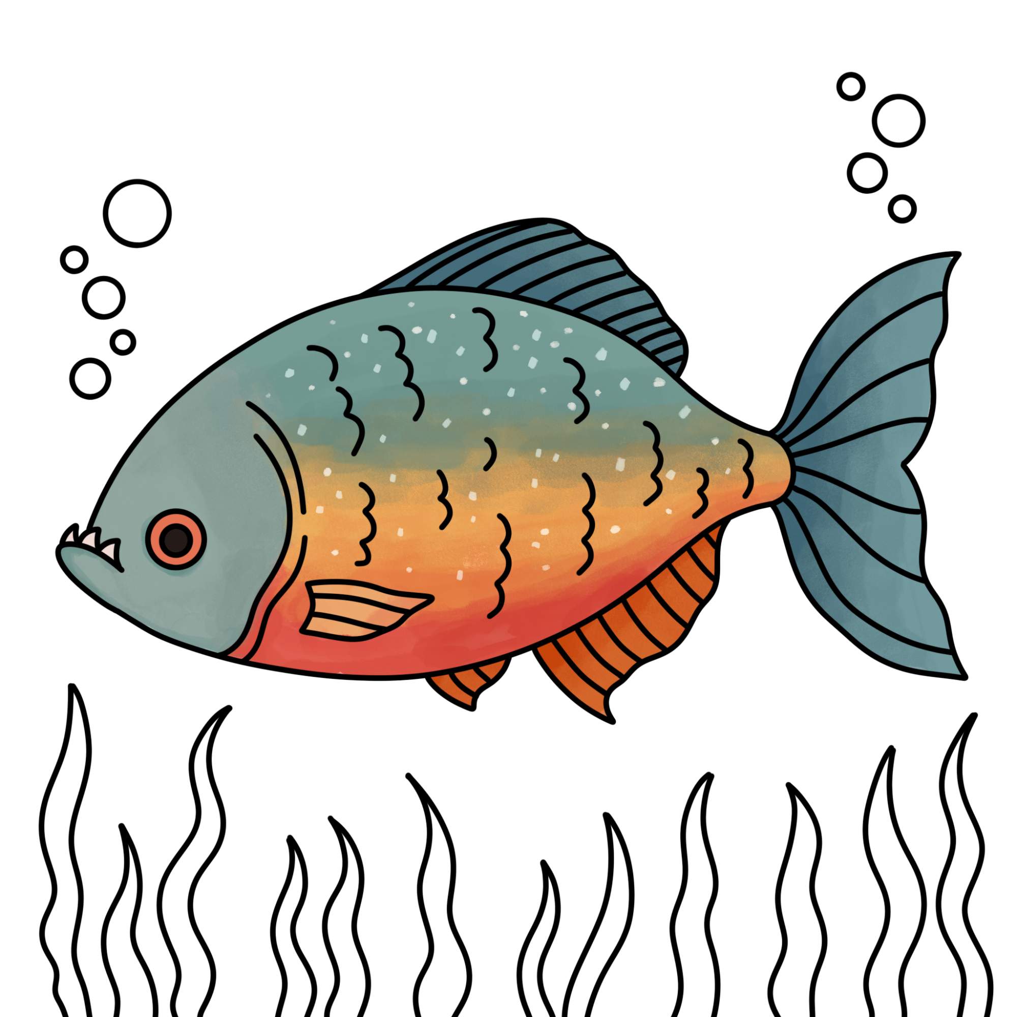 Piranha Drawing - Step-17