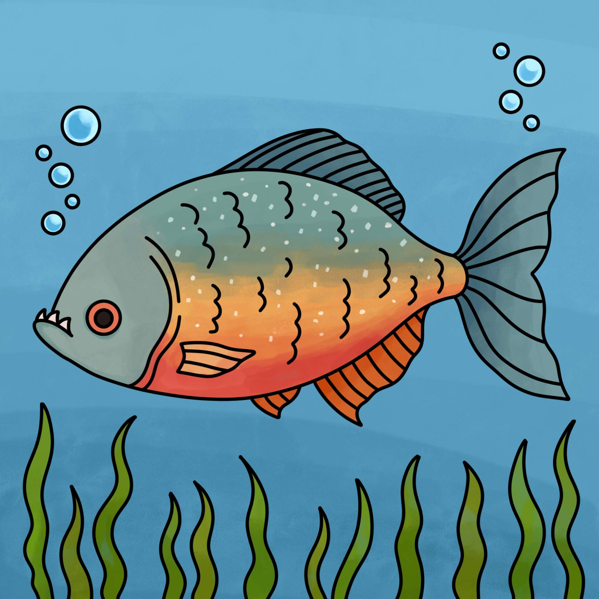 Piranha Drawing - Step-18