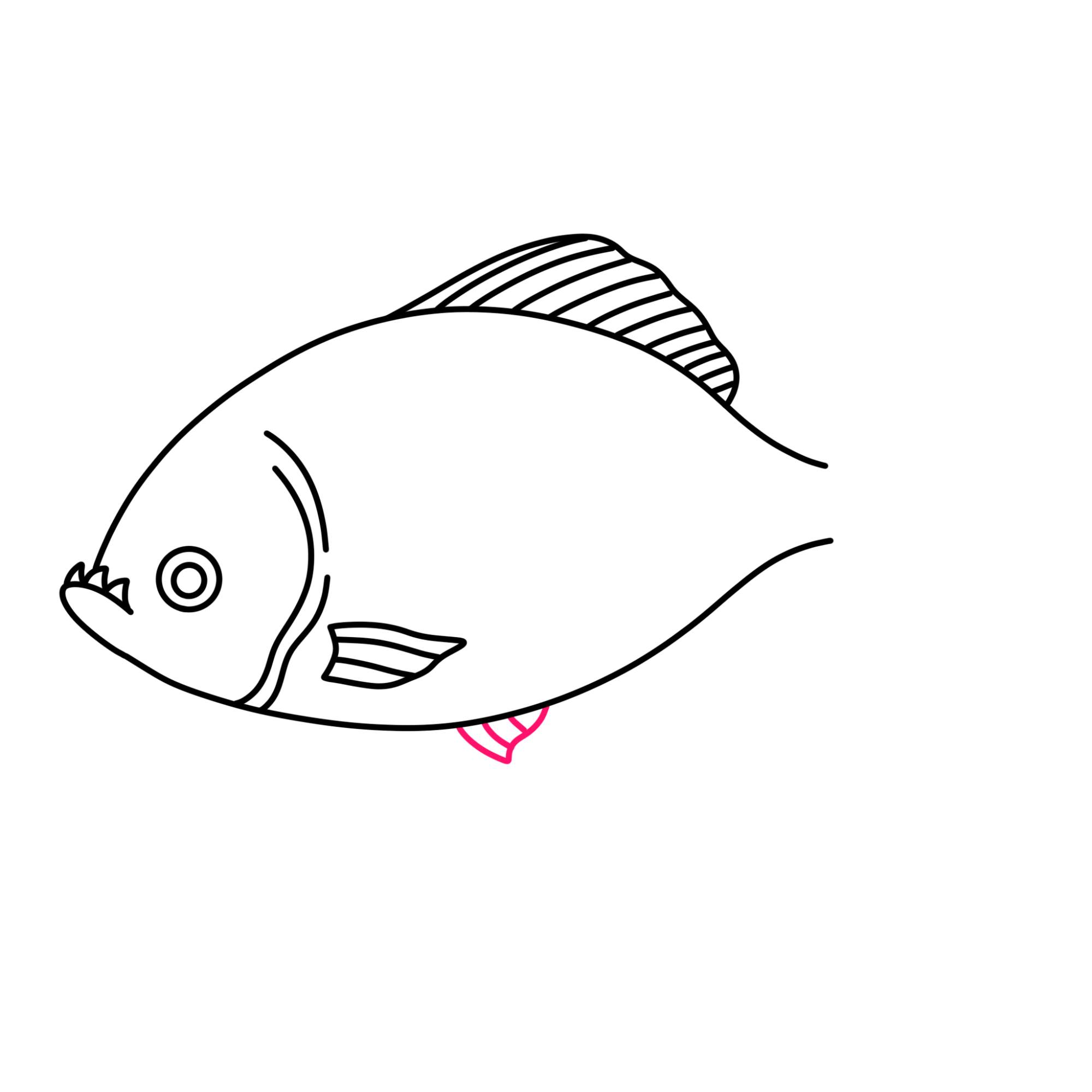 Piranha Drawing - Step-8