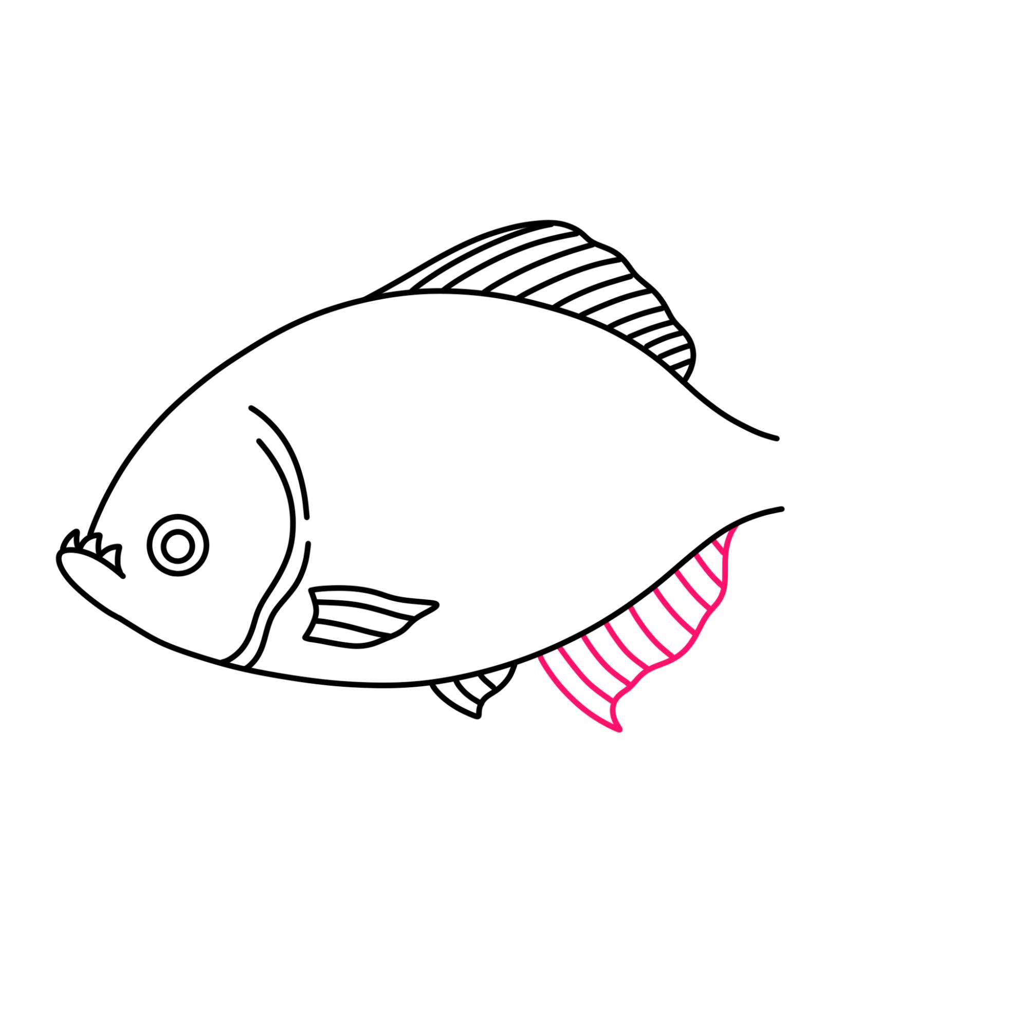 Piranha Drawing - Step-9