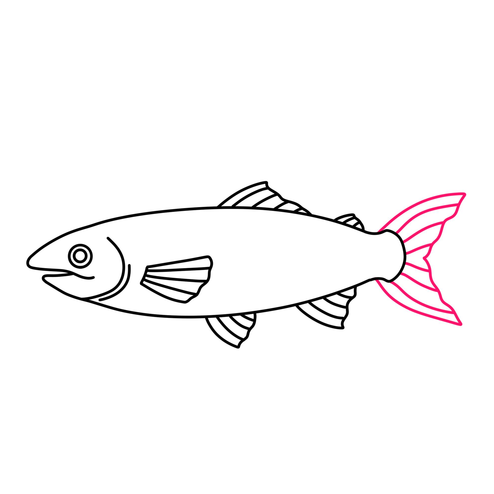 Salmon Drawing - Step-10