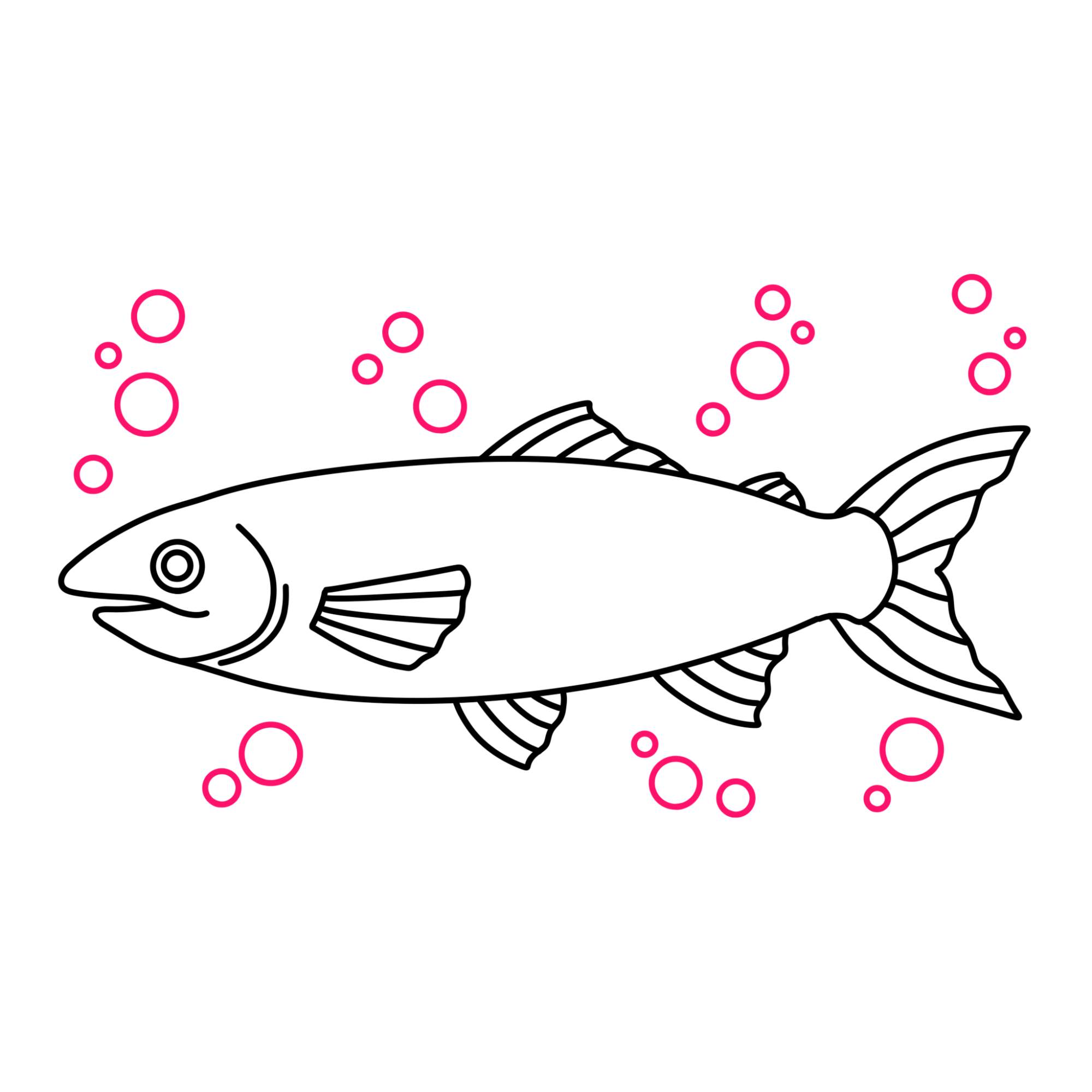 Salmon Drawing - Step-11