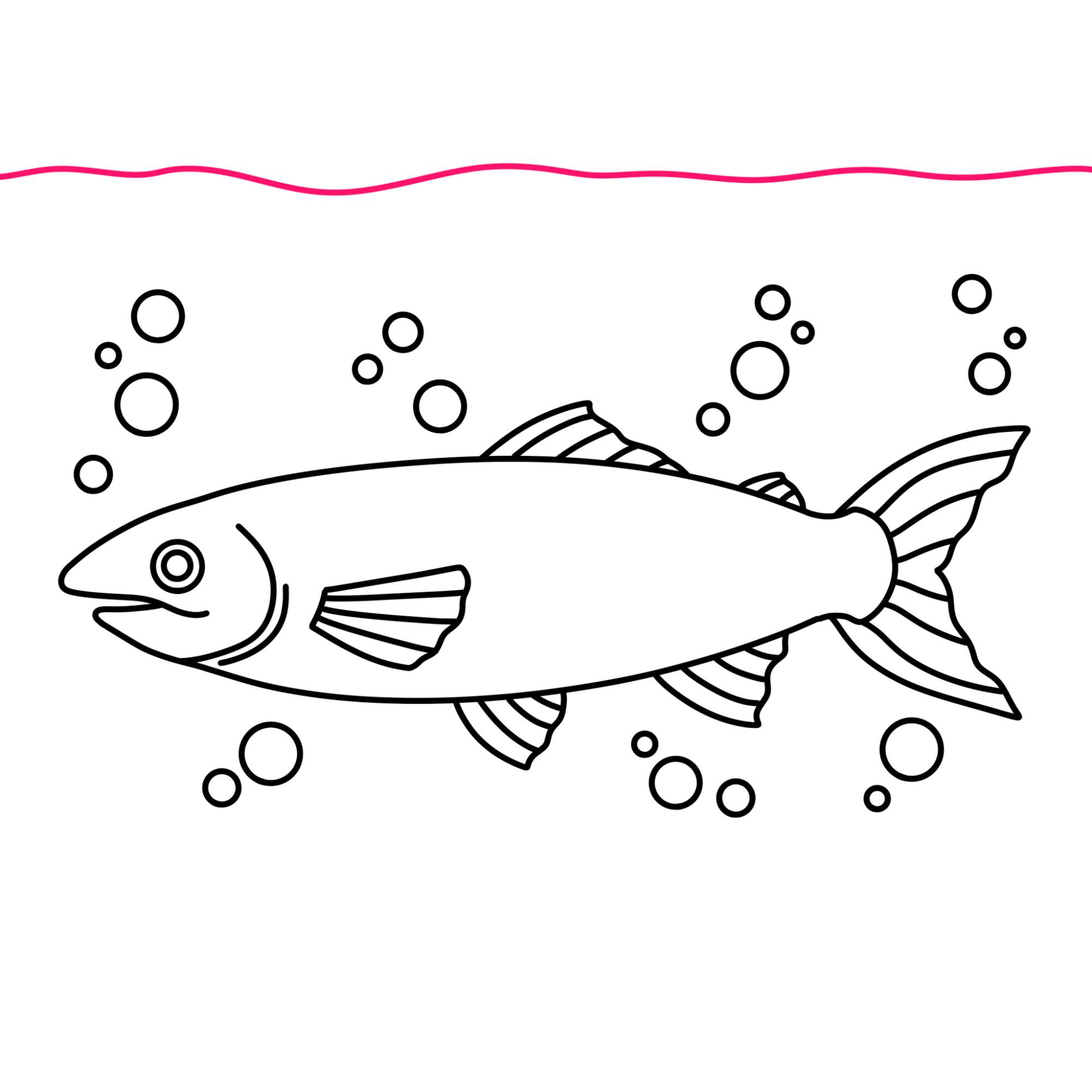 Salmon Drawing - Step-12