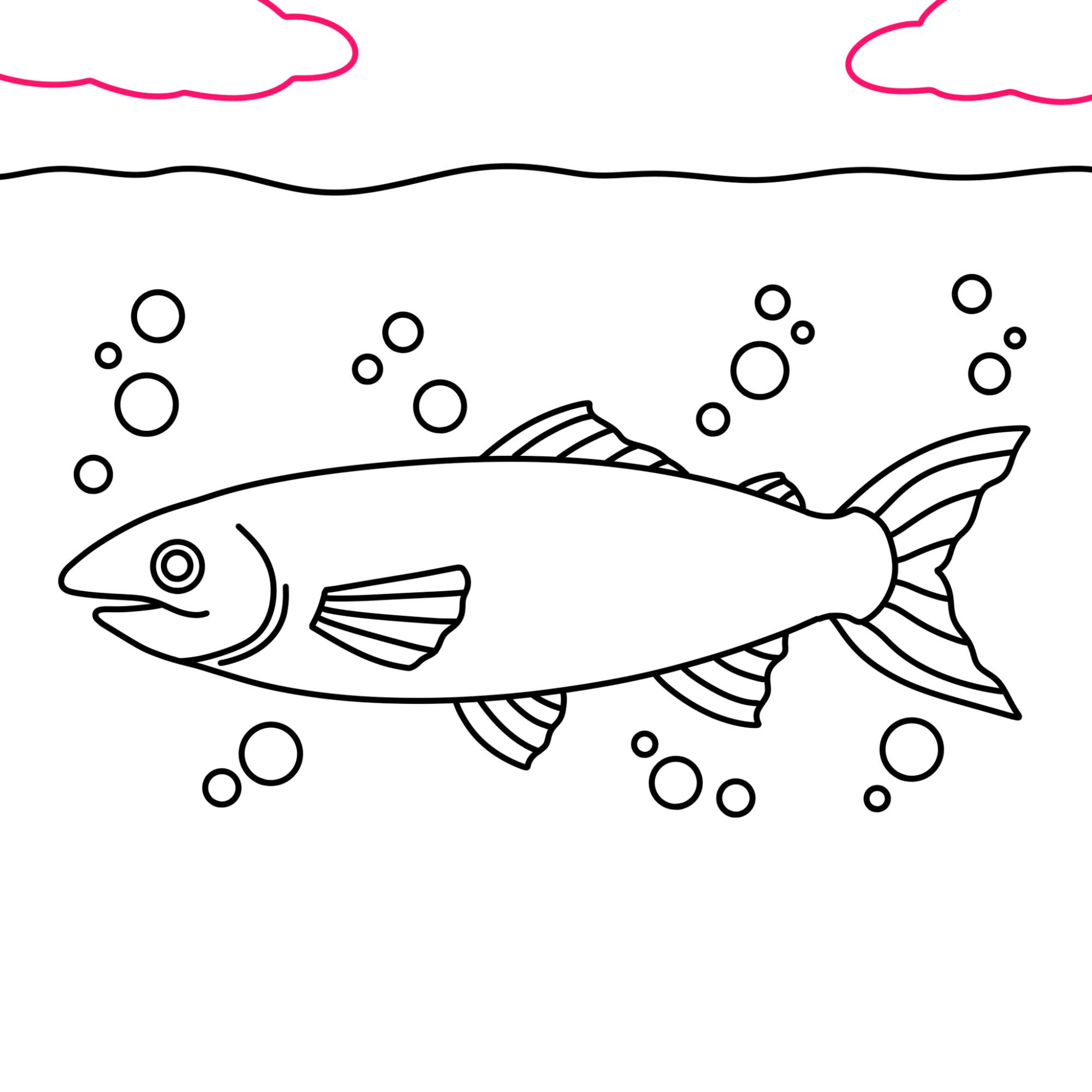 Salmon Drawing - Step-13