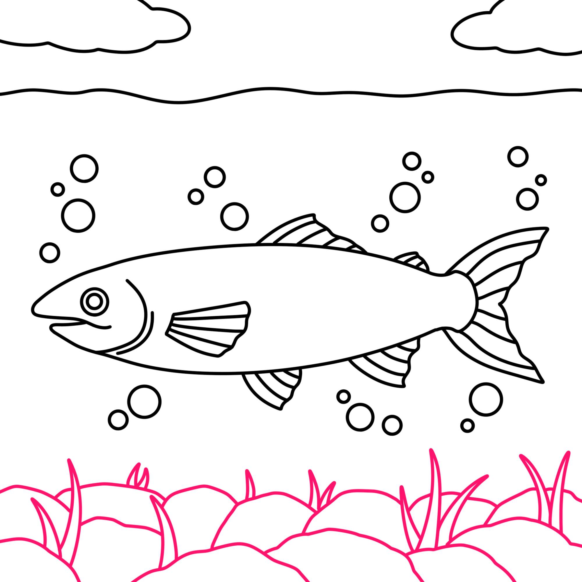 Salmon Drawing - Step-14