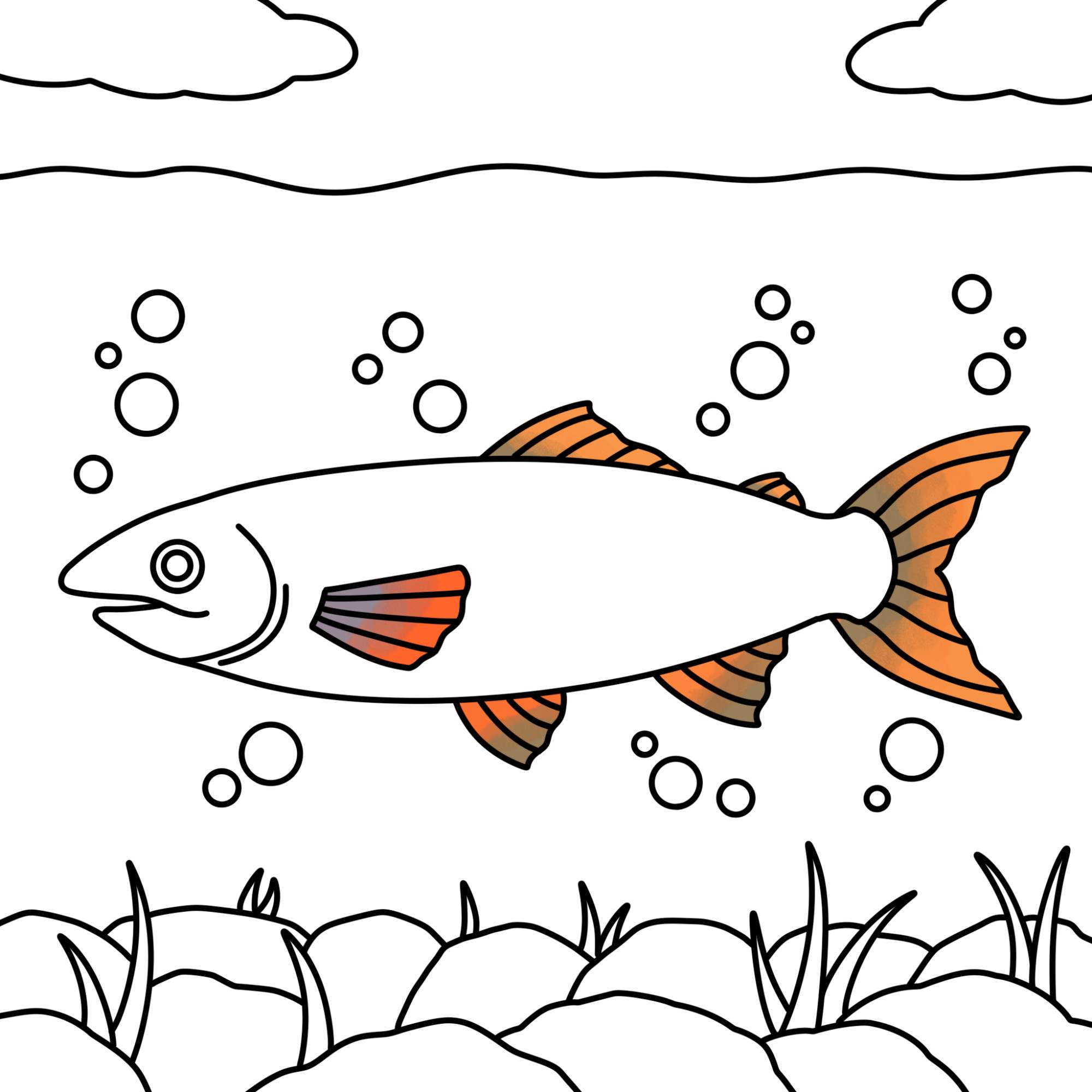 Salmon Drawing - Step-15