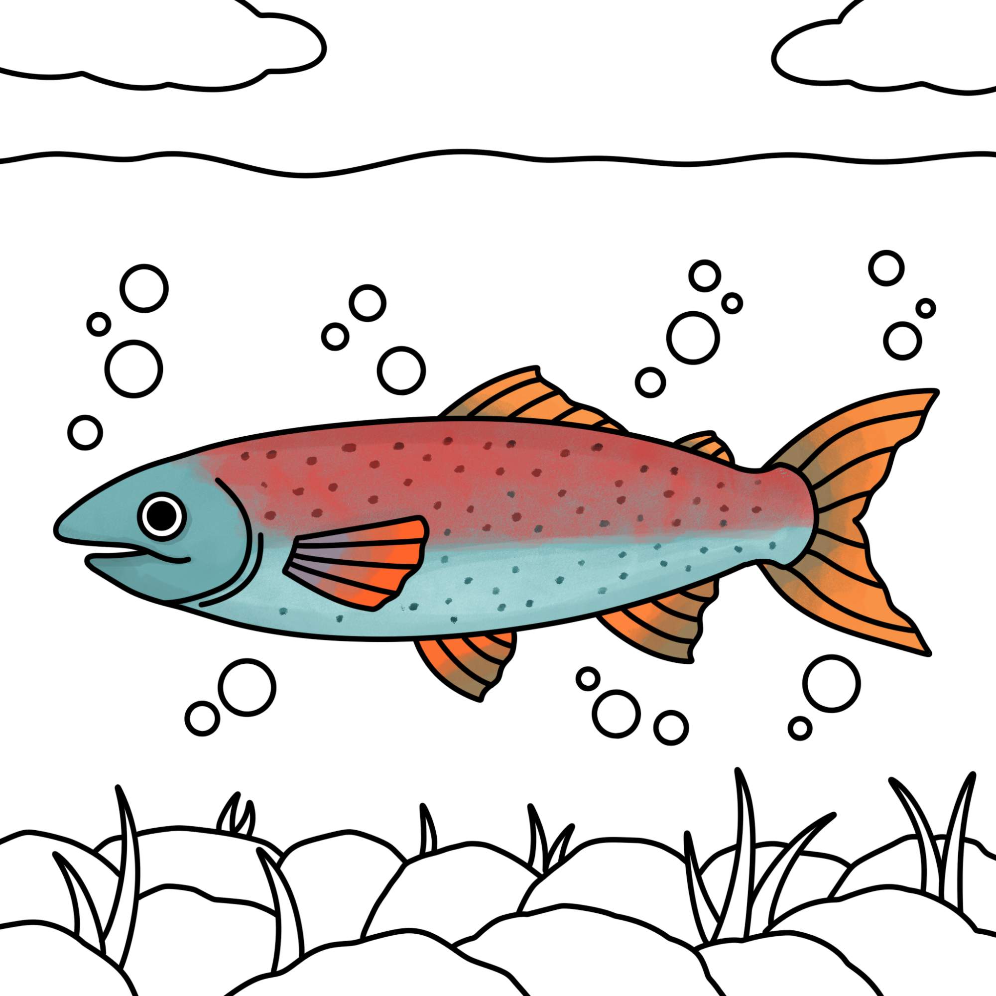 Salmon Drawing - Step-16