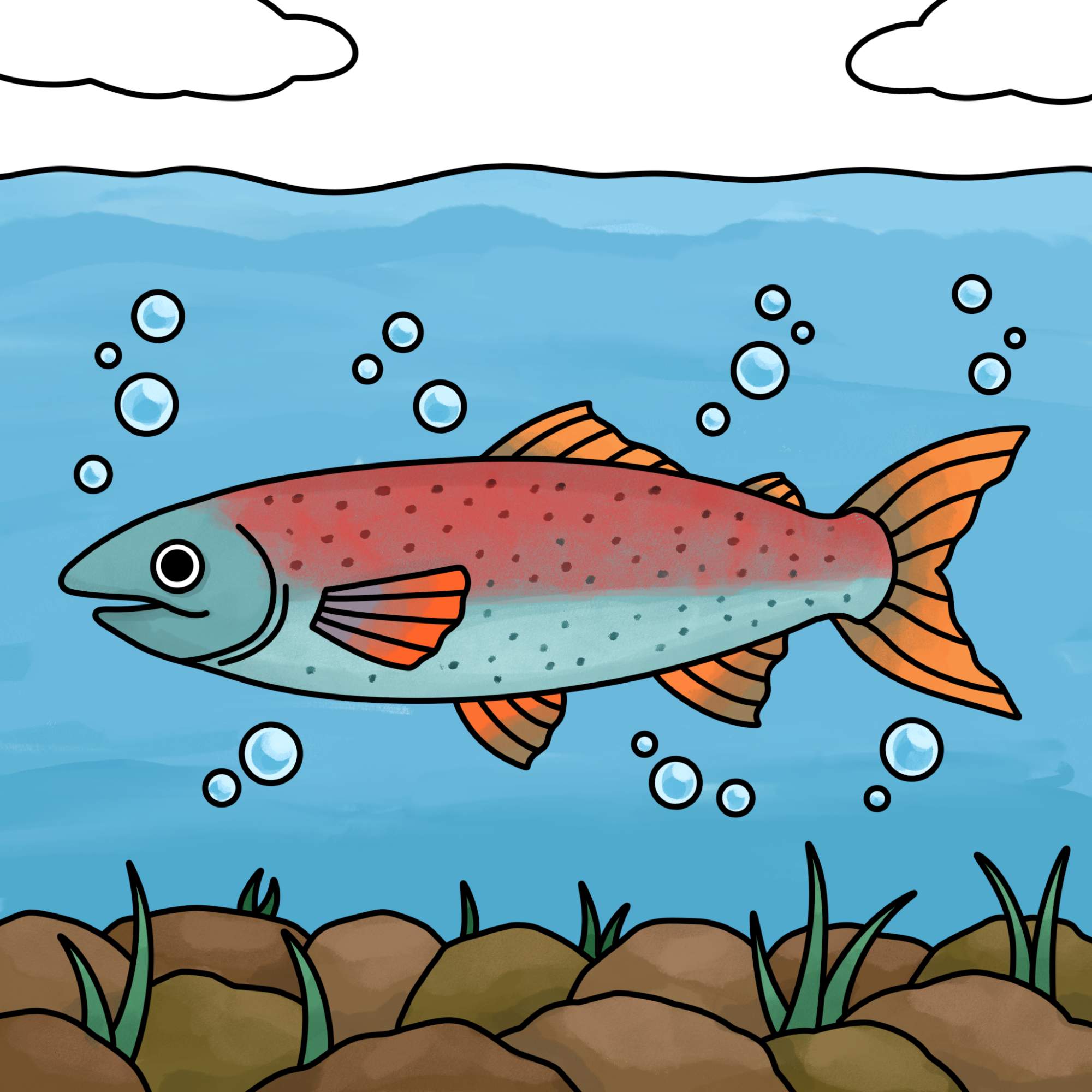 Salmon Drawing - Step-17