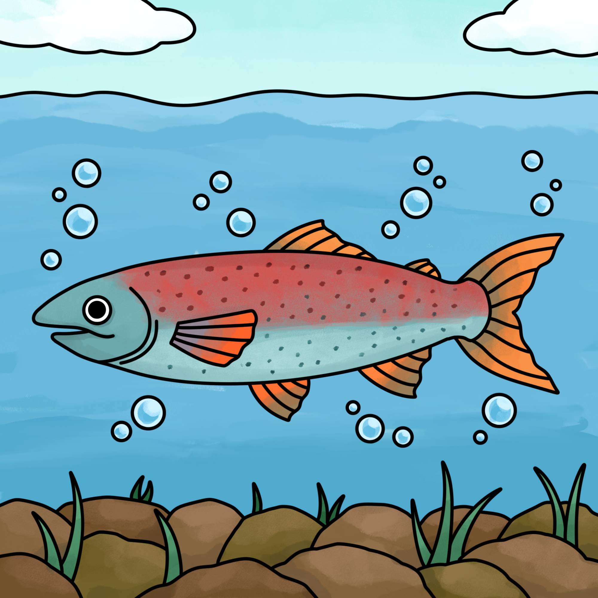 Salmon Drawing - Step-18