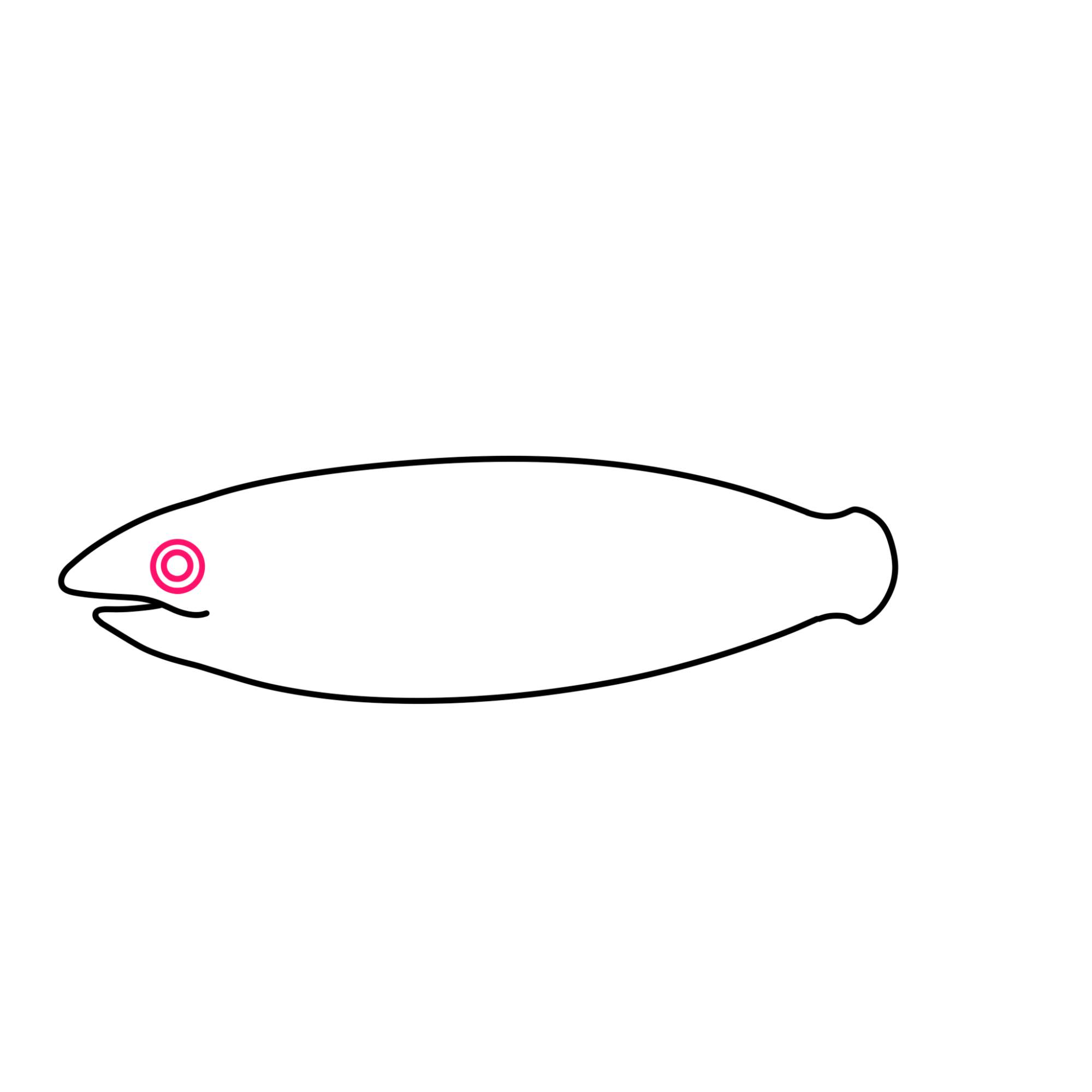 Salmon Drawing - Step-3