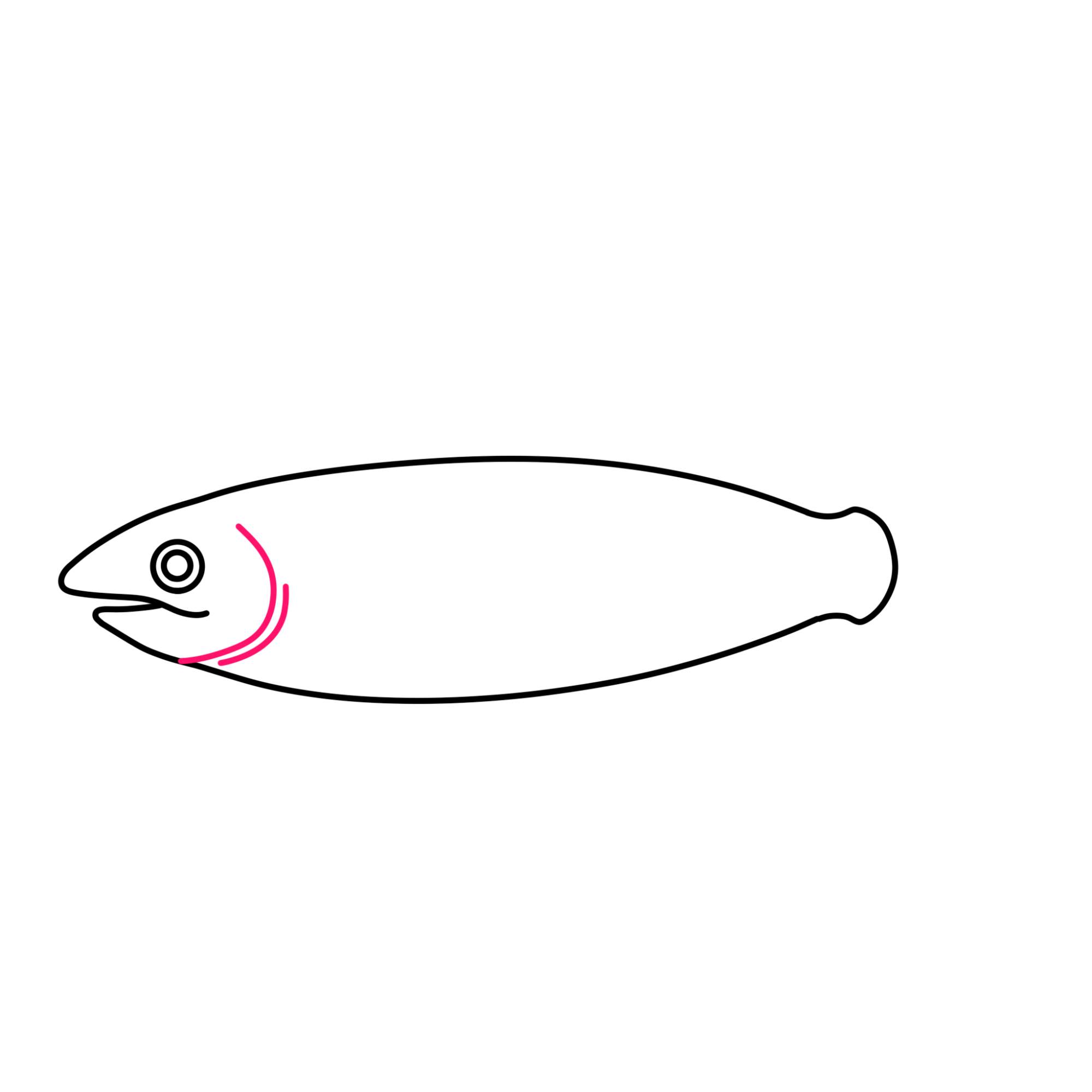 Salmon Drawing - Step-4