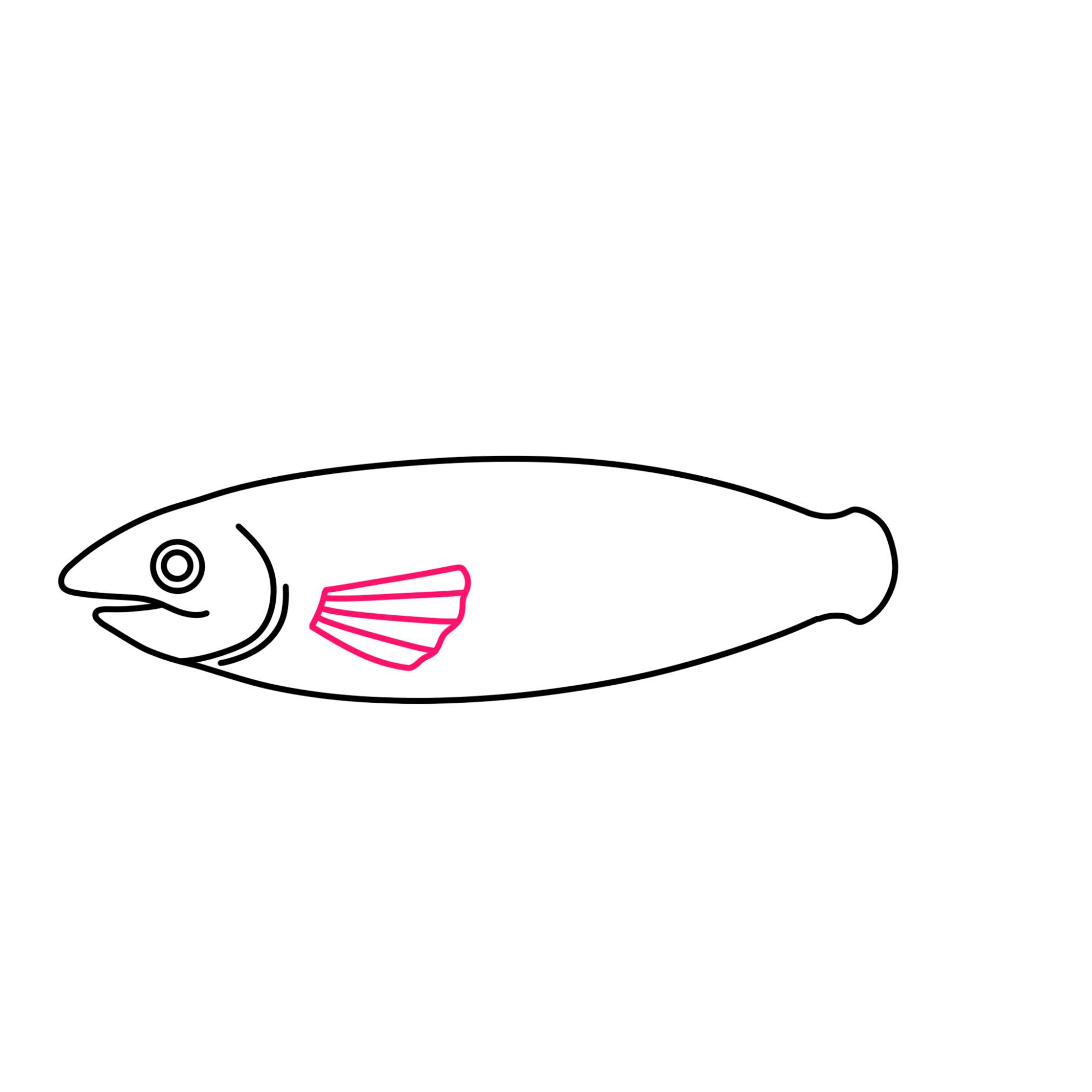 Salmon Drawing - Step-5