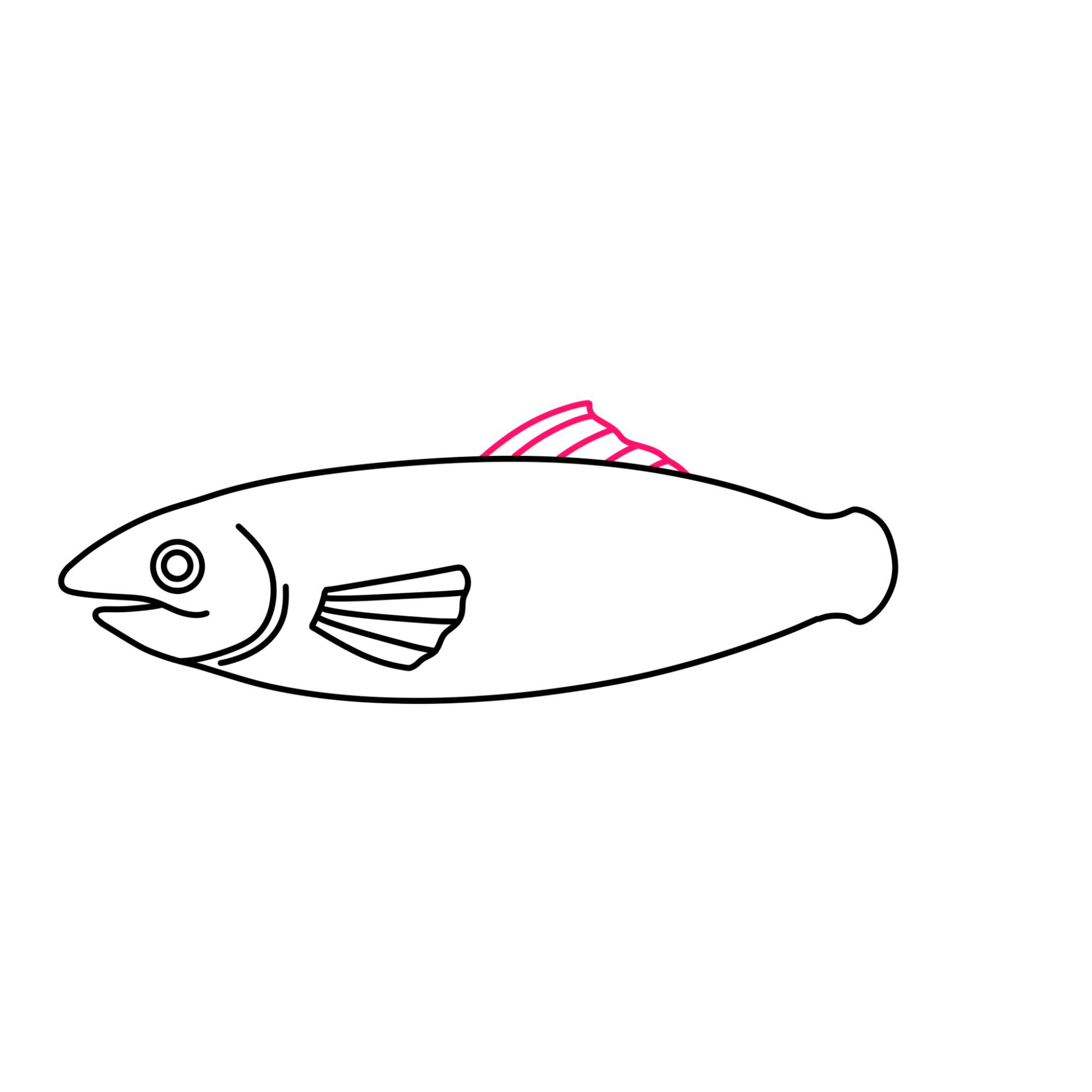 Salmon Drawing - Step-6