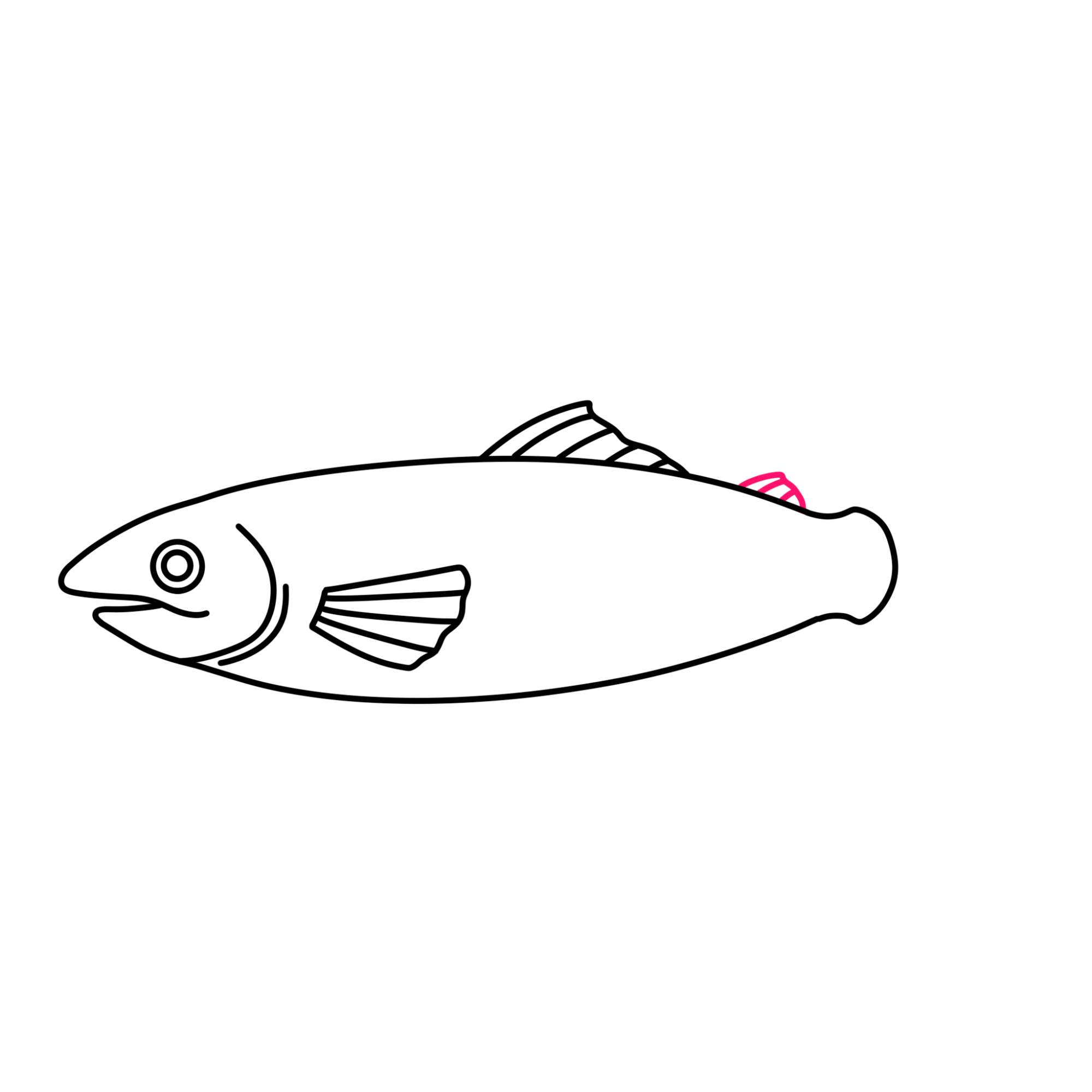 Salmon Drawing - Step-7