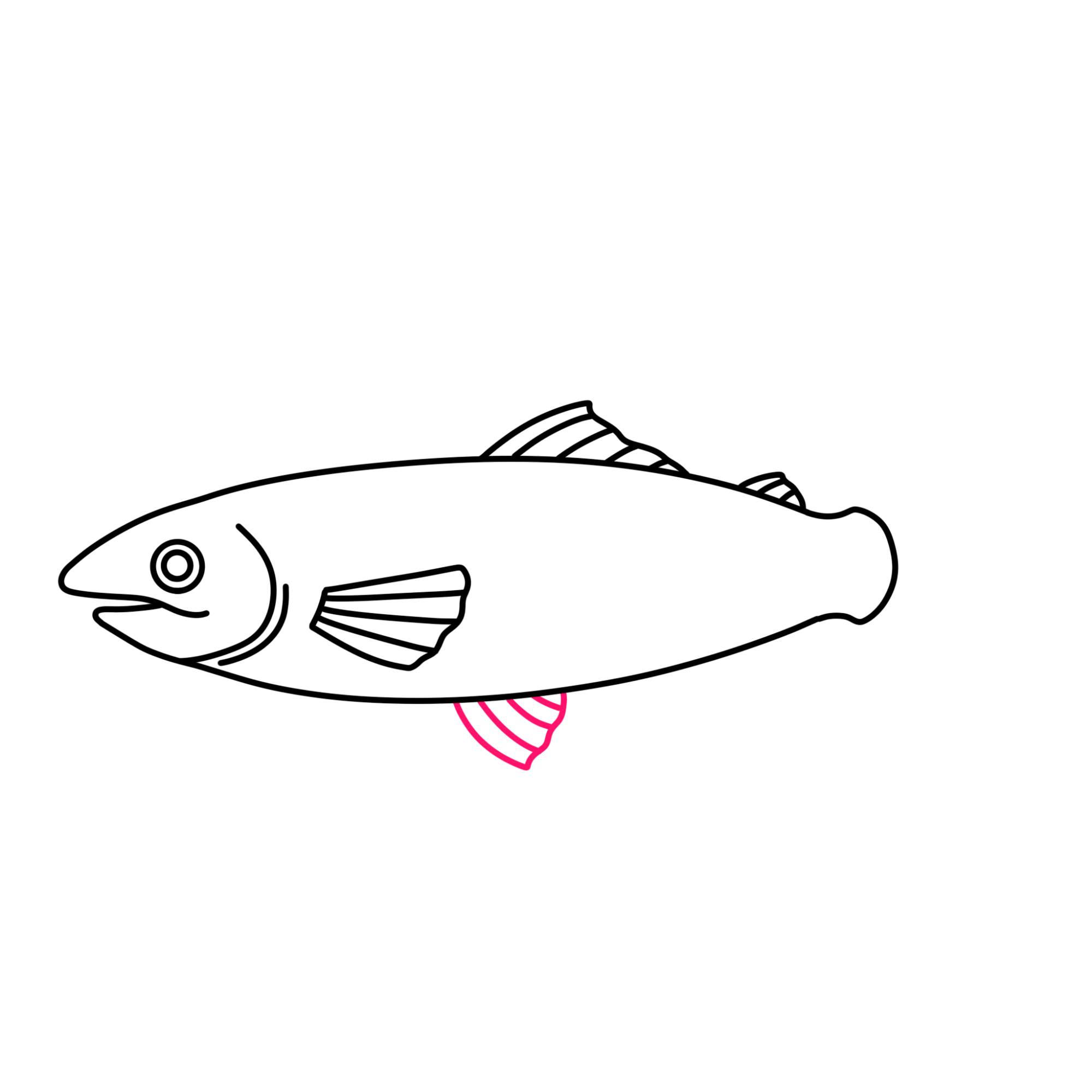 Salmon Drawing - Step-8