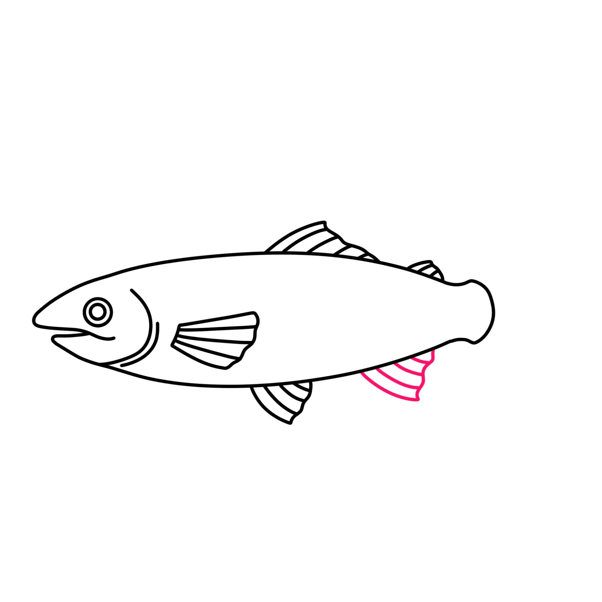 Salmon Drawing - Step-9