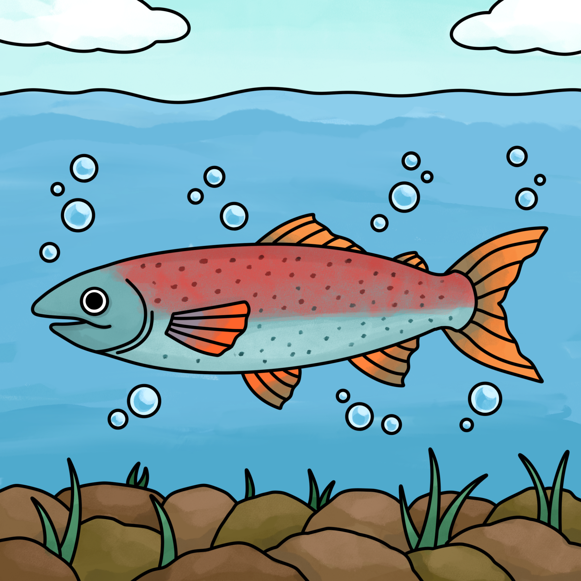 Salmon Drawing