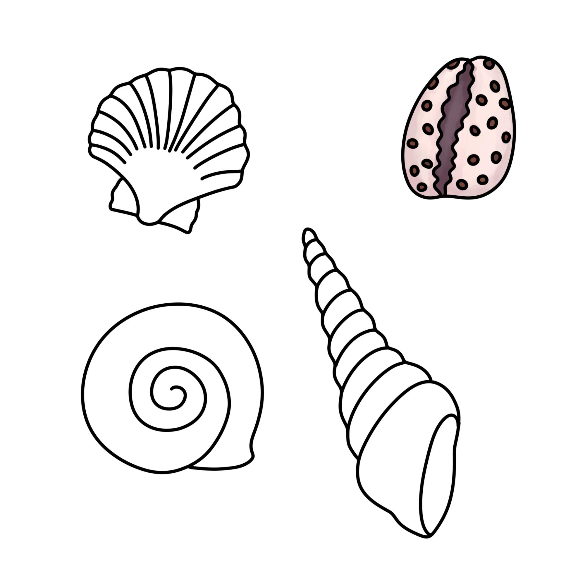 Sea Shell Drawing - Step-12