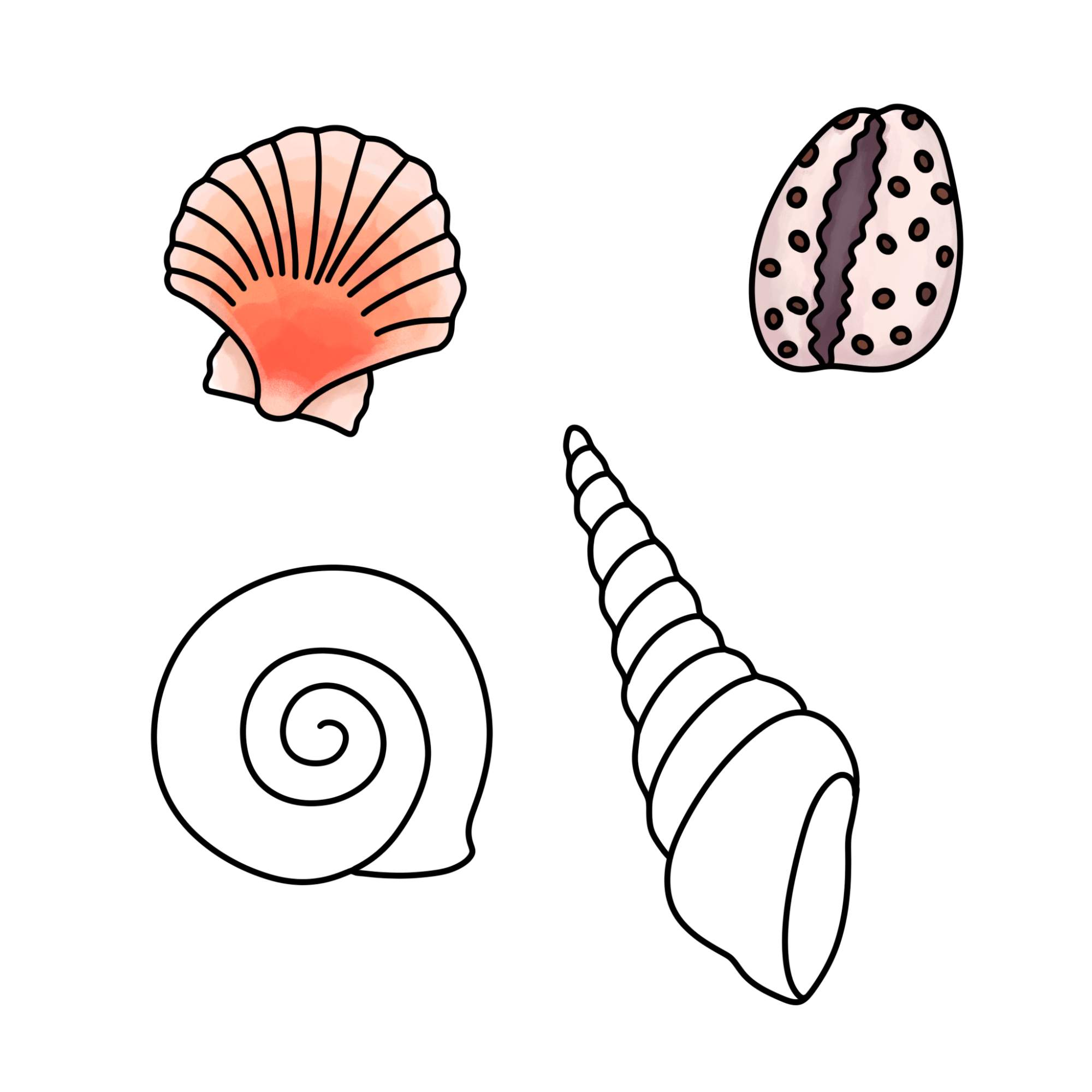 Sea Shell Drawing - Step-13