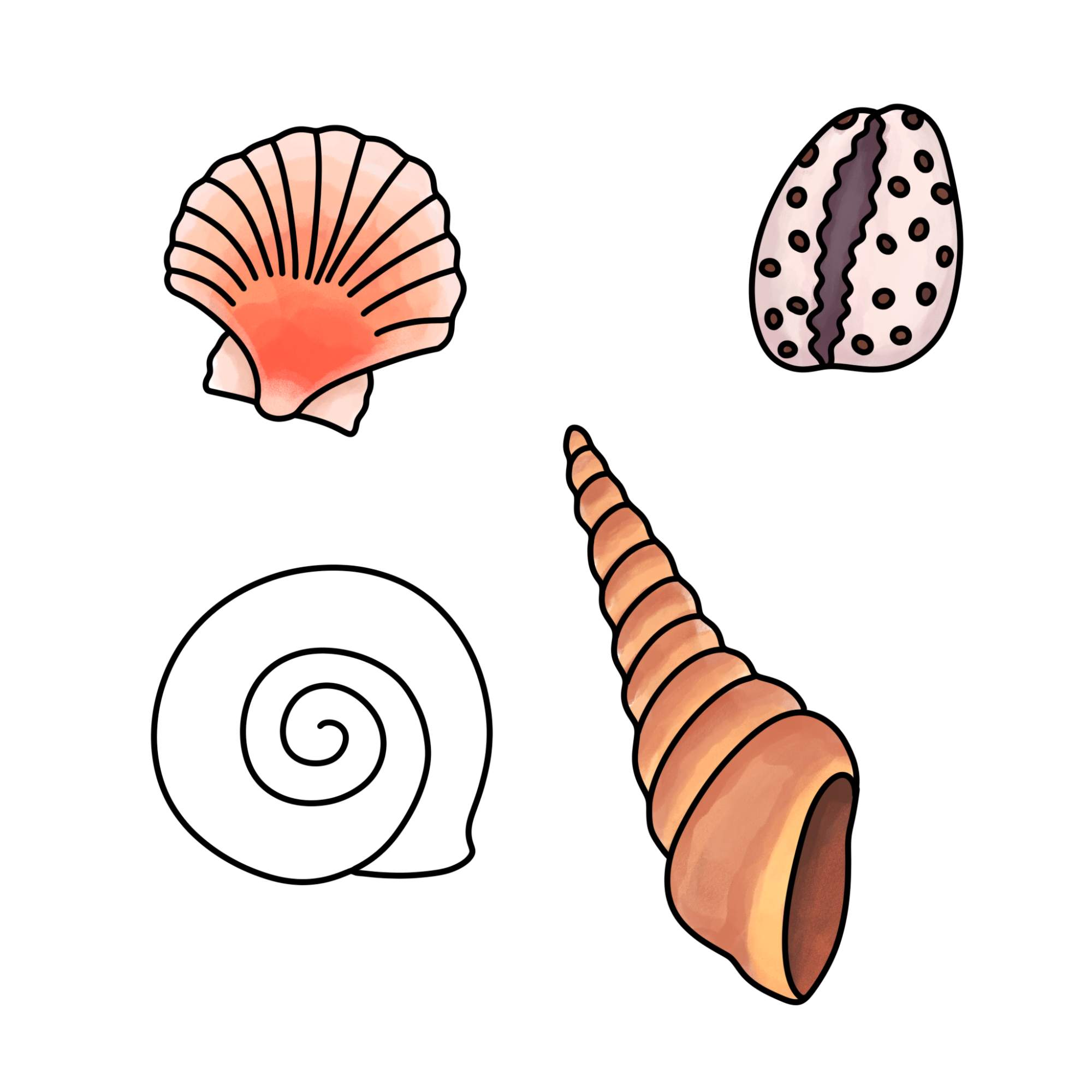 Sea Shell Drawing - Step-14