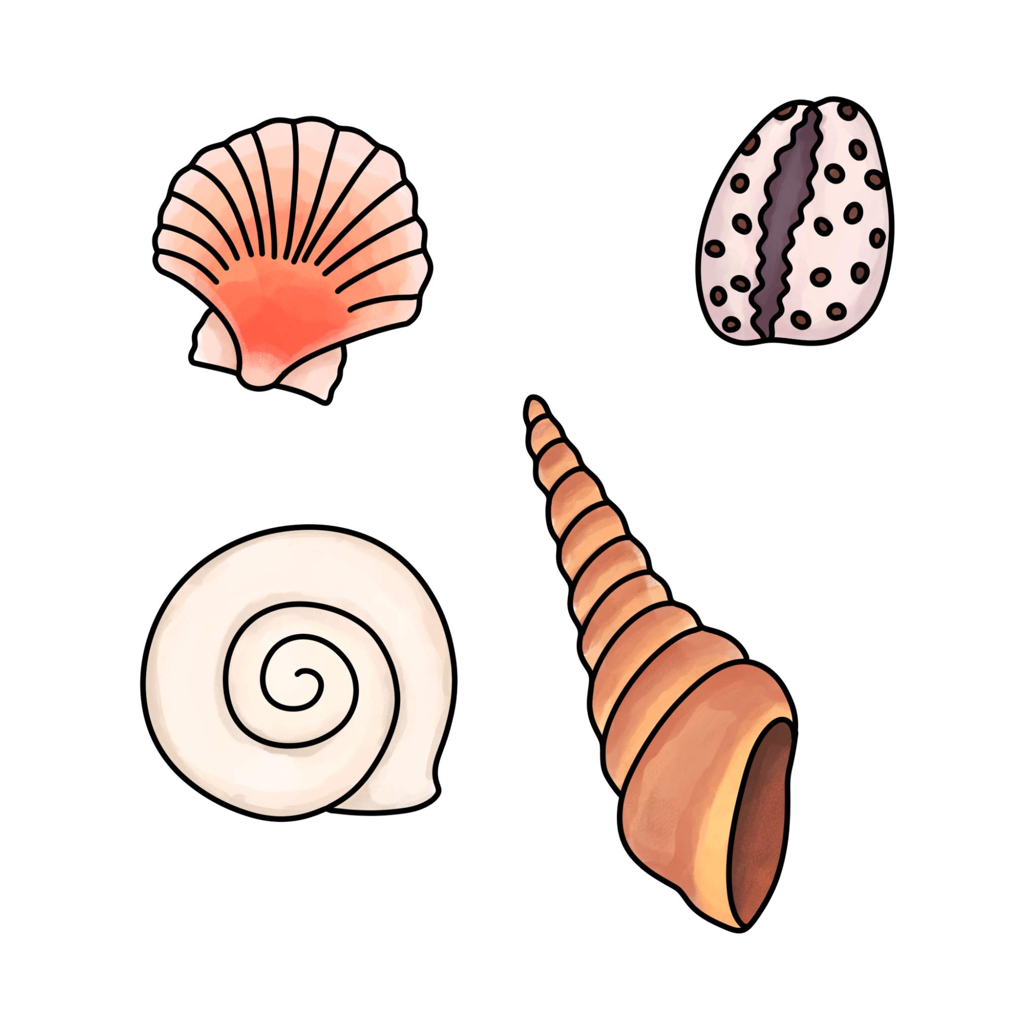 Sea Shell Drawing - Step-15