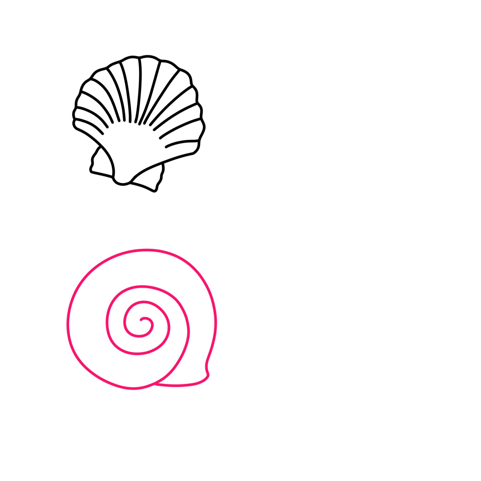 Sea Shell Drawing - Step-4