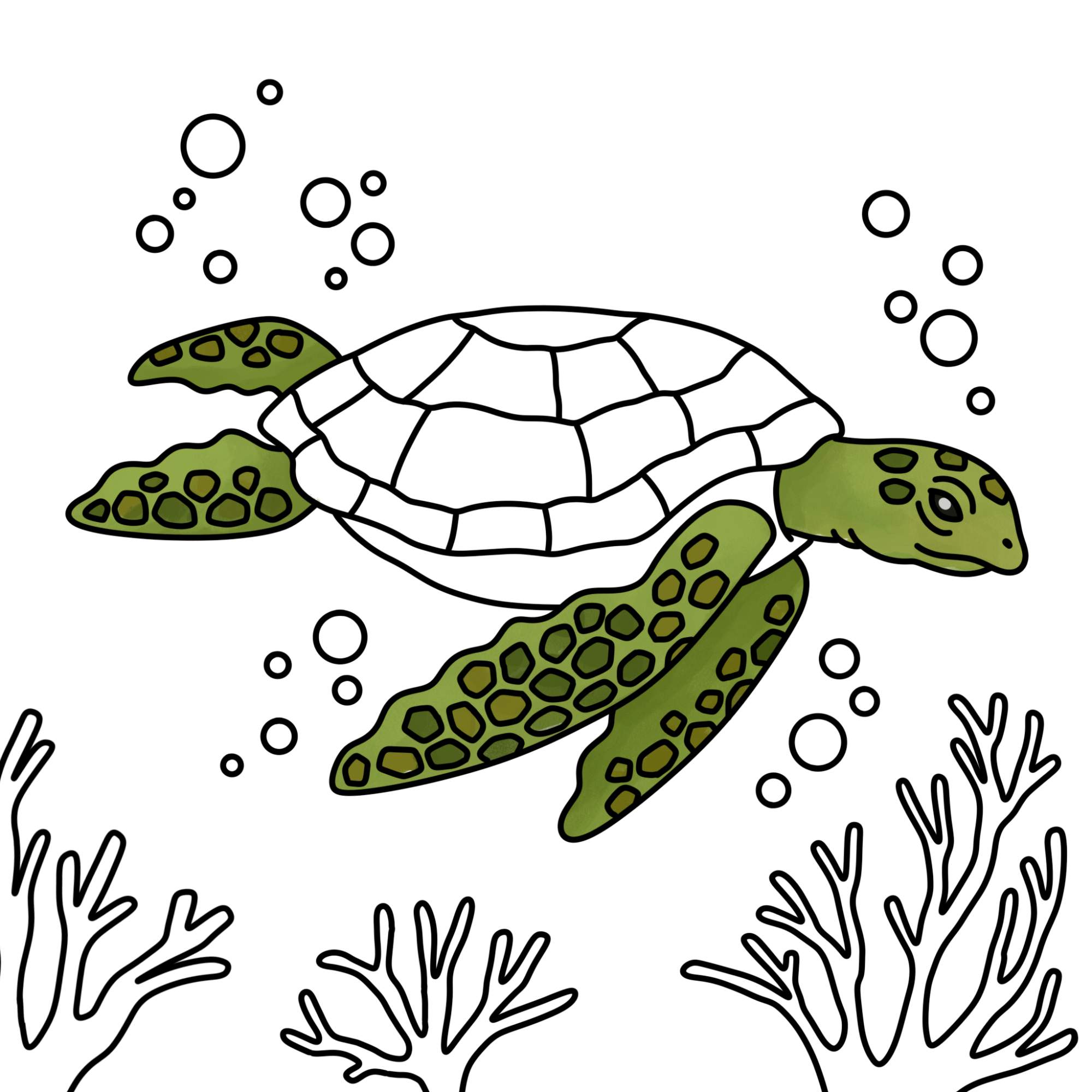 Sea Turtle Drawing - Step-12