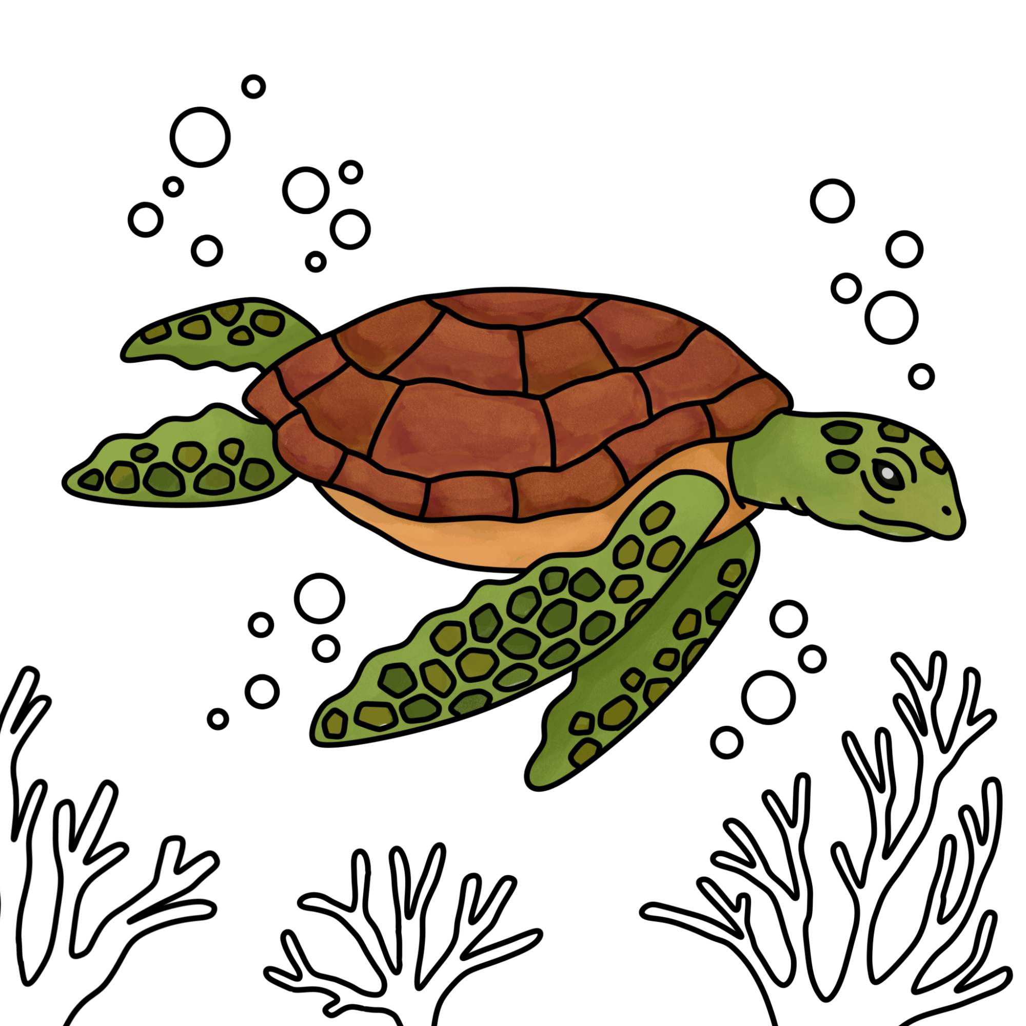 Sea Turtle Drawing - Step-13