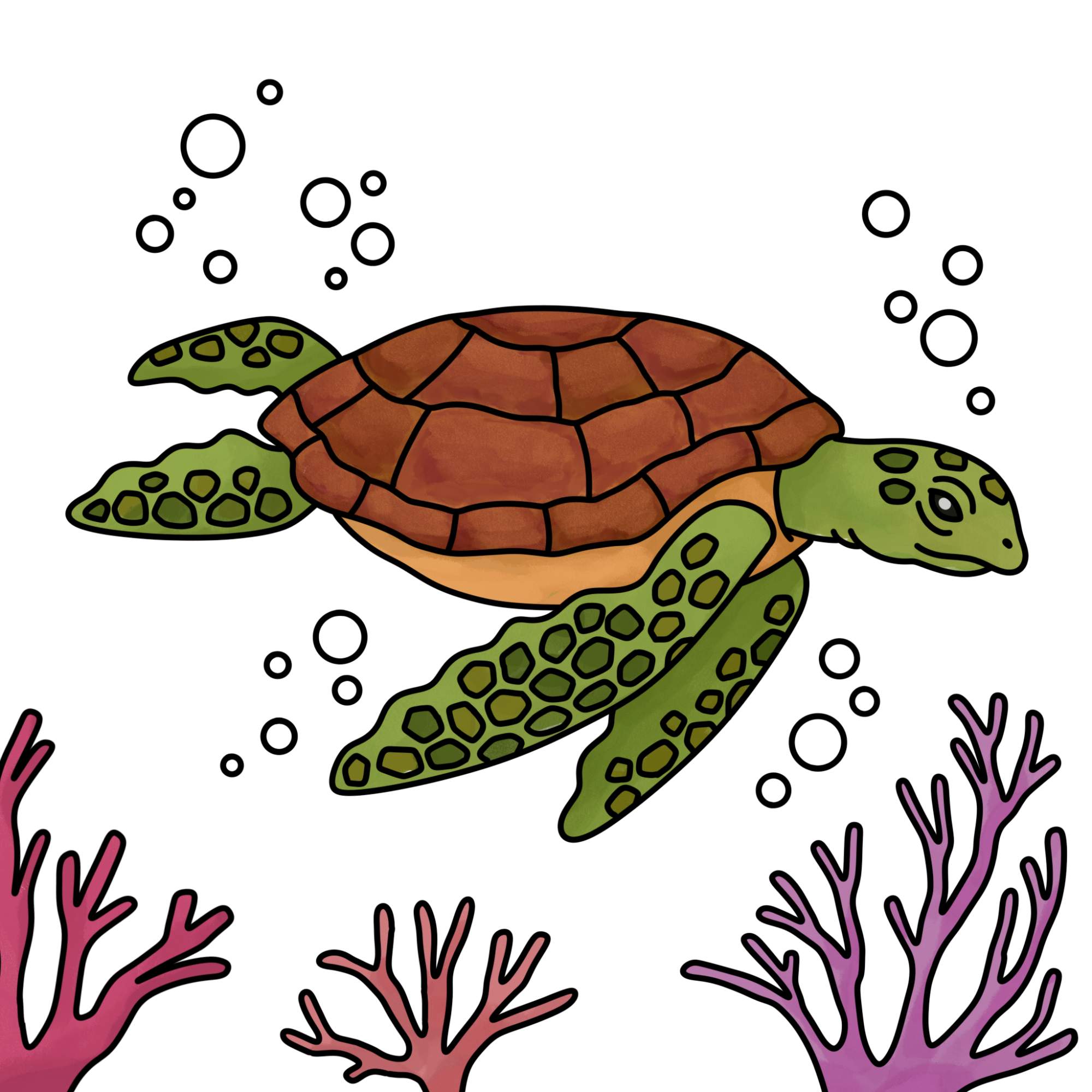 Sea Turtle Drawing - Step-14